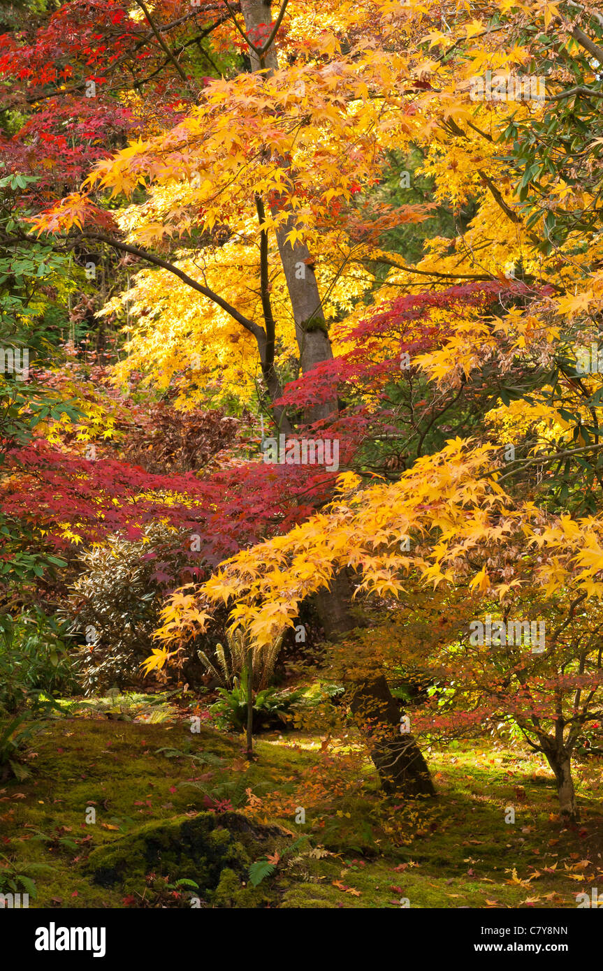 Maples arbre avec la couleur de l'automne dans le jardin japonais du parc arboretum de Washington à Seattle, Washington. Banque D'Images
