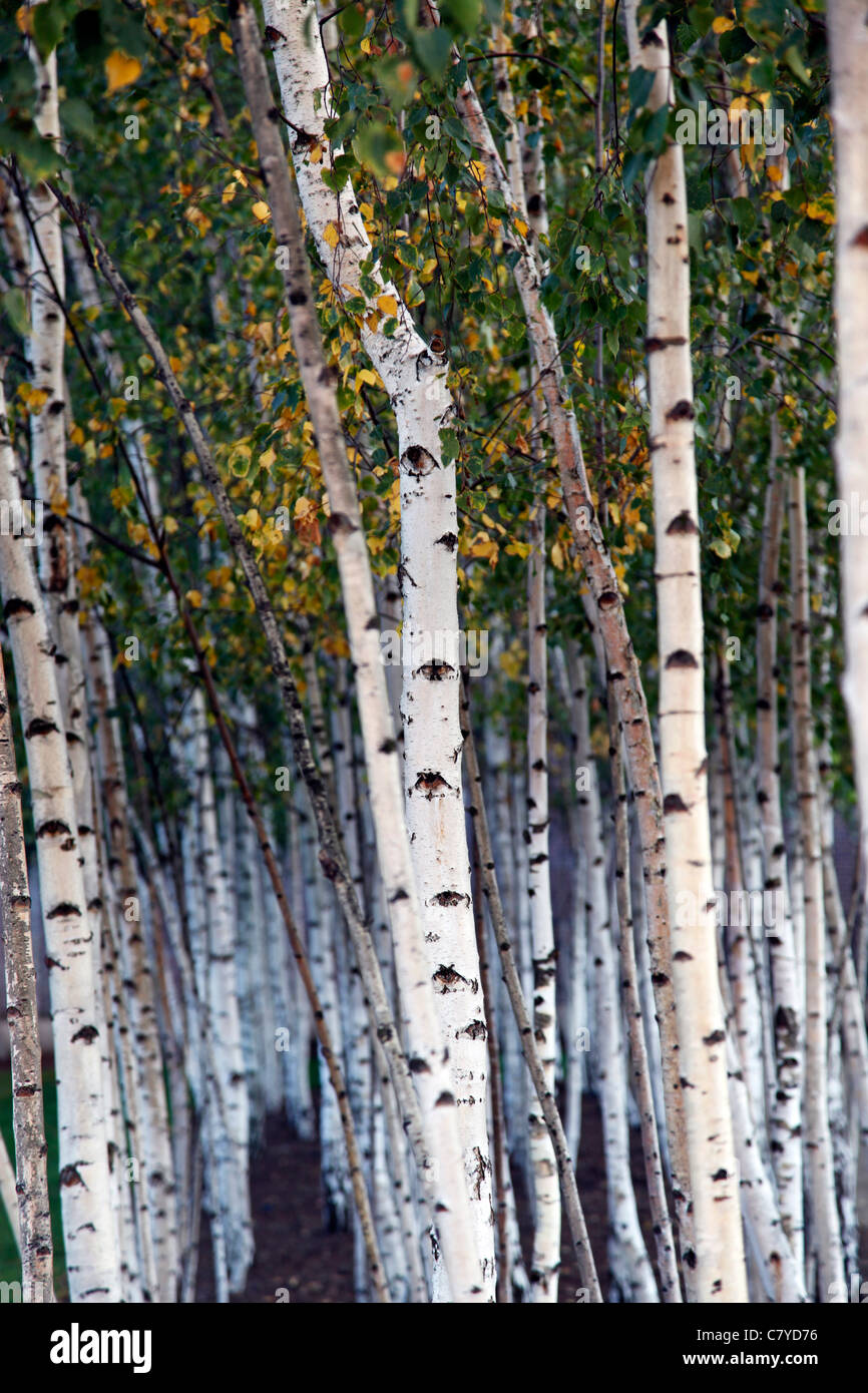 Silver Birch arbres en dehors de la Tate Modern de Londres Banque D'Images