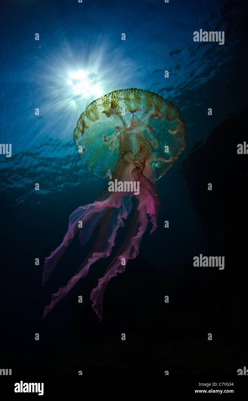 Méduses dans le golfe de Gascogne, mer Cantabrico, colorée, douloureux, dangereux, tentacules, démangent, mer, plongée sous-marine, la vie marine Banque D'Images