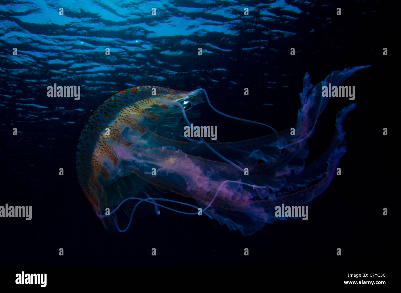Méduses dans le golfe de Gascogne, mer Cantabrico, tentacle, douloureuse, de l'aine, l'océan, sur la mer, coloré, dangereux, plongée, plongée sous-marine, Banque D'Images