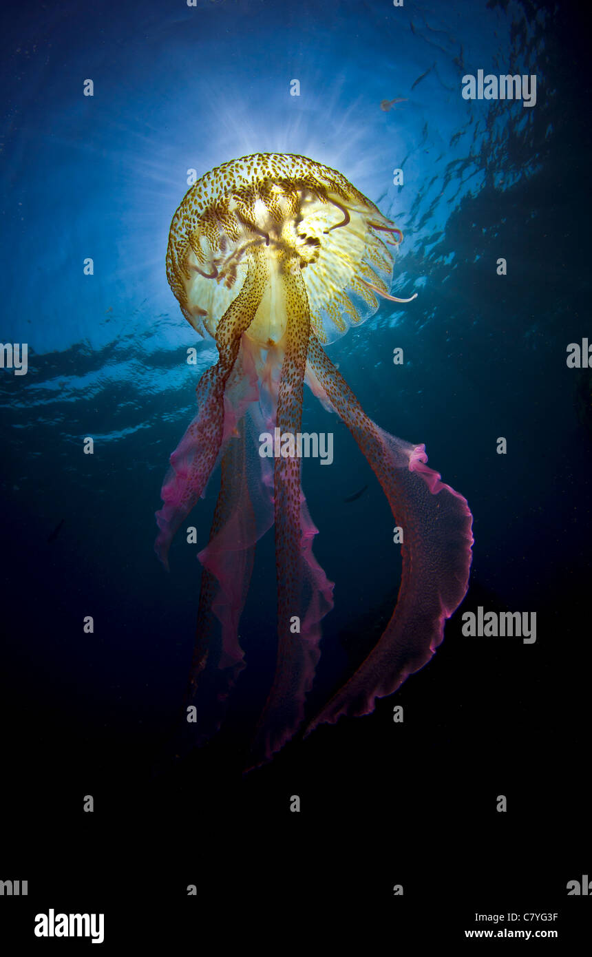 Méduses dans le golfe de Gascogne, mer Cantabrico, douloureux, dangereux, colorée, la vie marine, de l'eau peu profonde, tentacules, plongée Banque D'Images