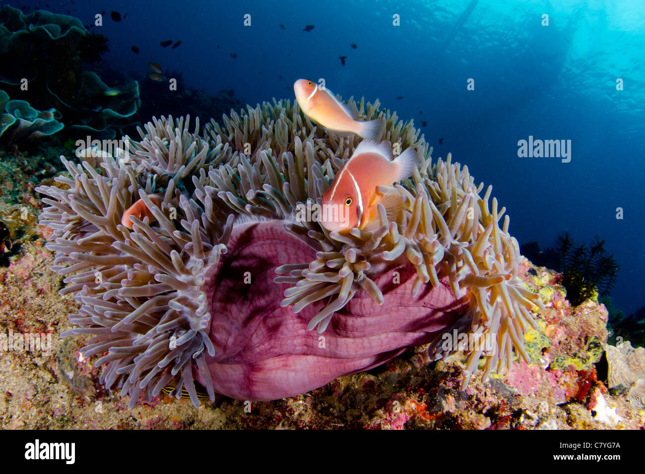 Les récifs coralliens des Philippines, sous l'Anilao, poisson de l'anémone, poisson clown, coraux, récifs tropicaux de l'océan, l'eau, bleu, plongée, mer Banque D'Images