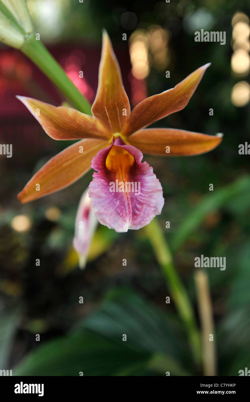 Un marais Native Orchid Banque D'Images