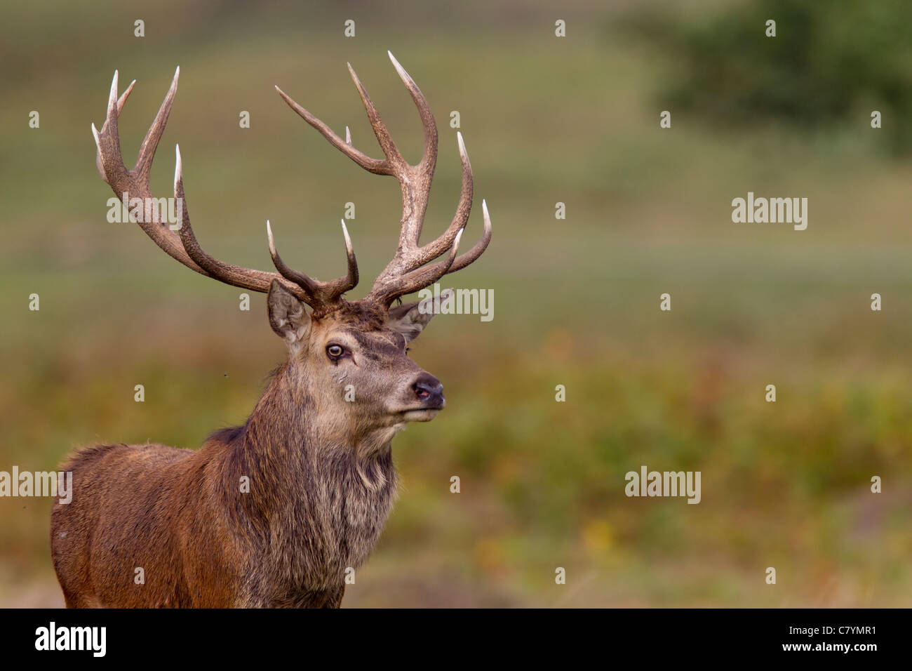 Red Deer (Cervus eiaphus Artiodactyla) Banque D'Images