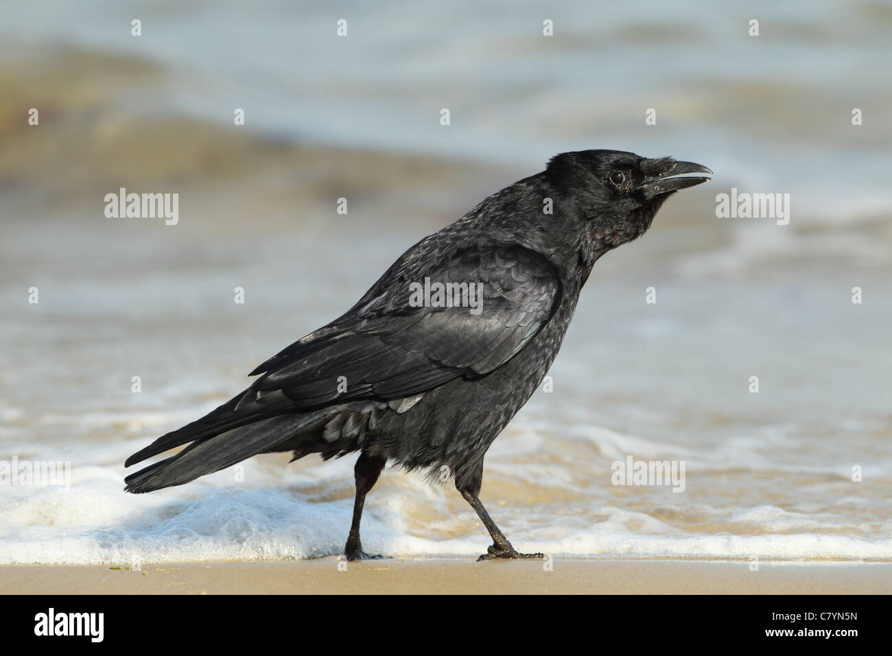 Corneille noire Corvus corone estran, de nourriture sur Studland Bay Dorset UK. Banque D'Images