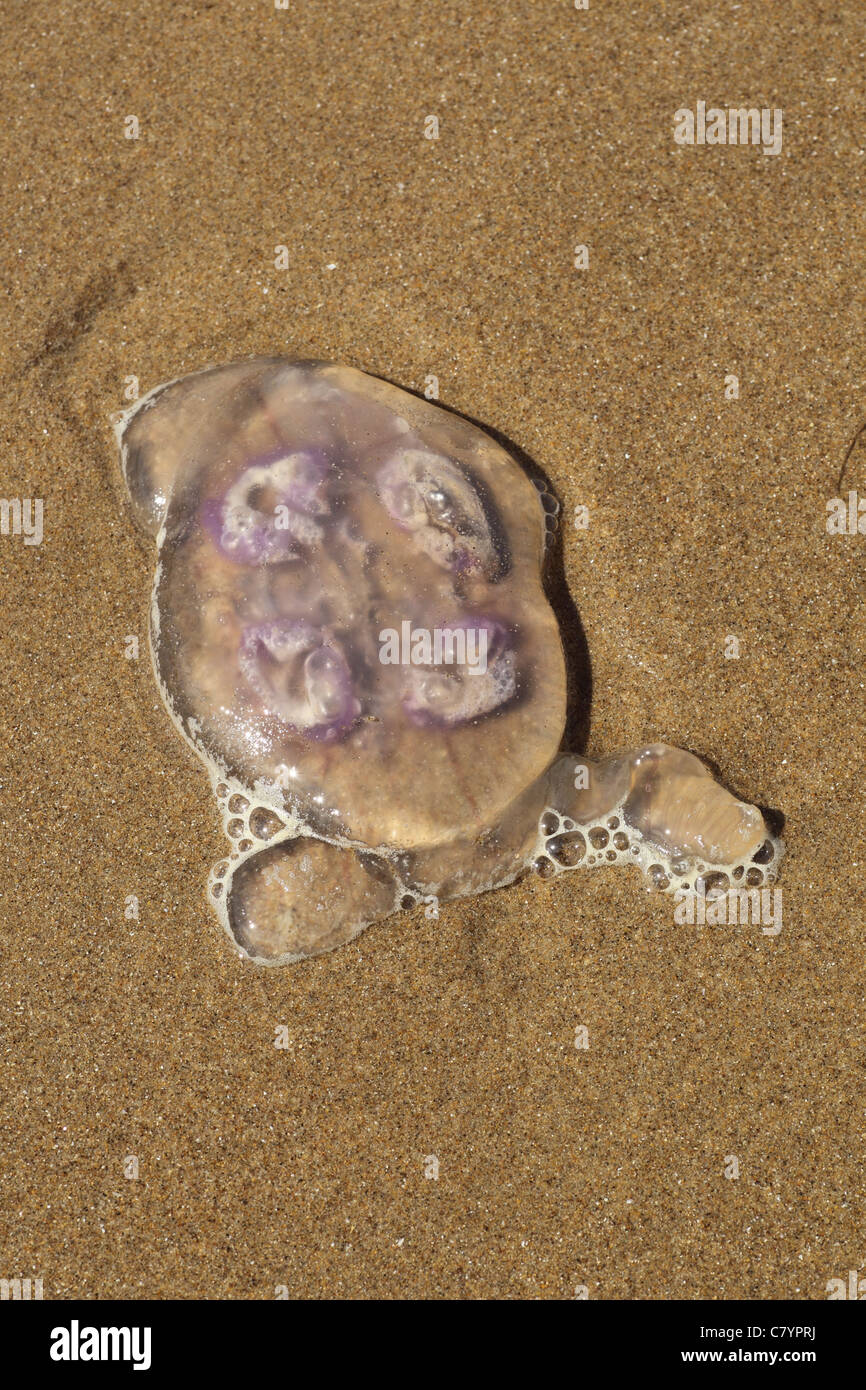 Méduse lune échoué sur une plage de sable , Gower Wales UK Juillet Banque D'Images