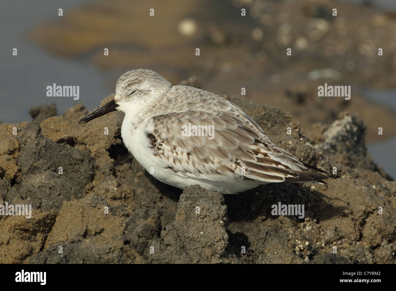 Sanderling se nourrissant sur les vasières le port de Poole Dorset UK. Mars. Banque D'Images