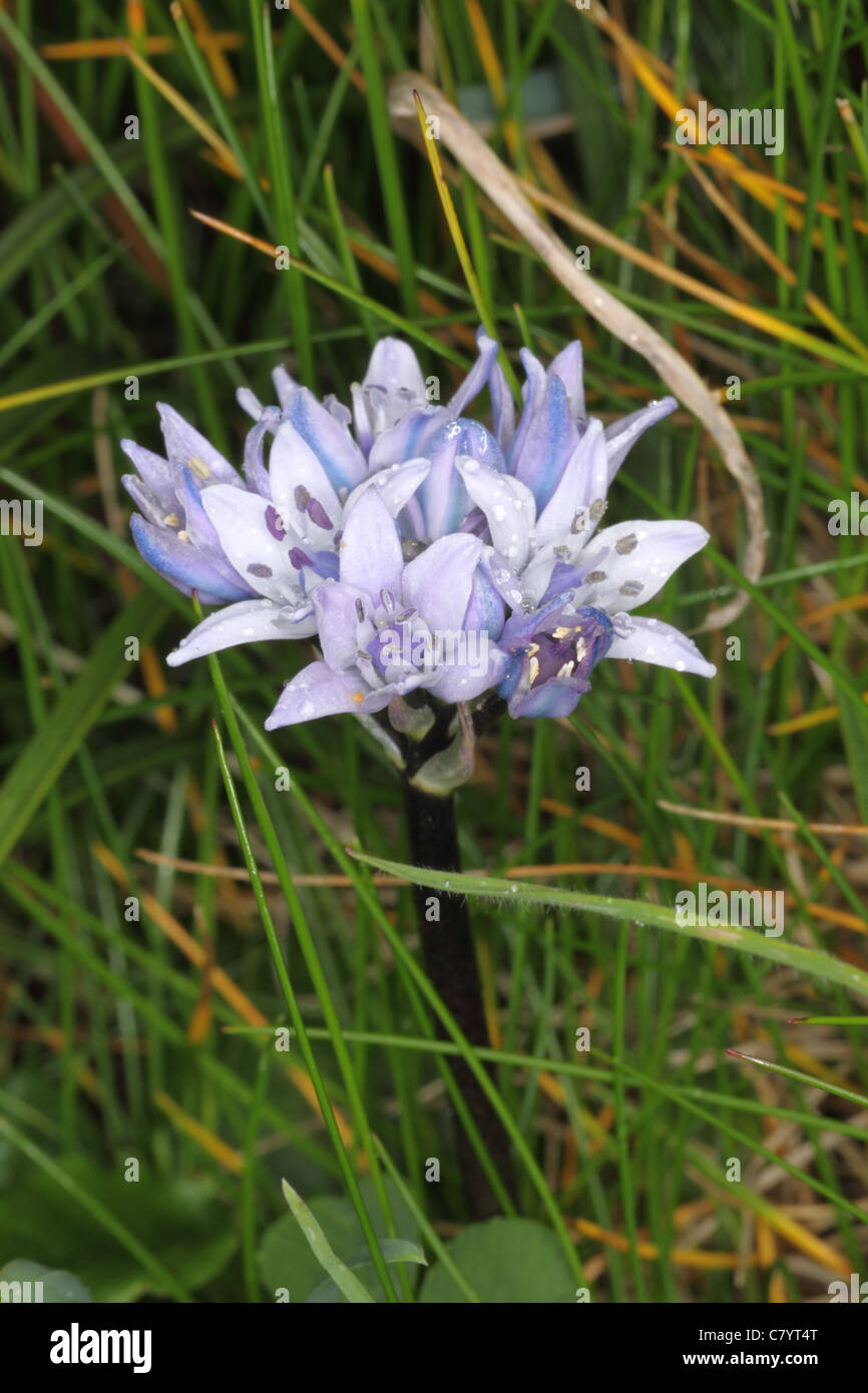Spring squill côtière, sur Cornwall UK Mai. Banque D'Images