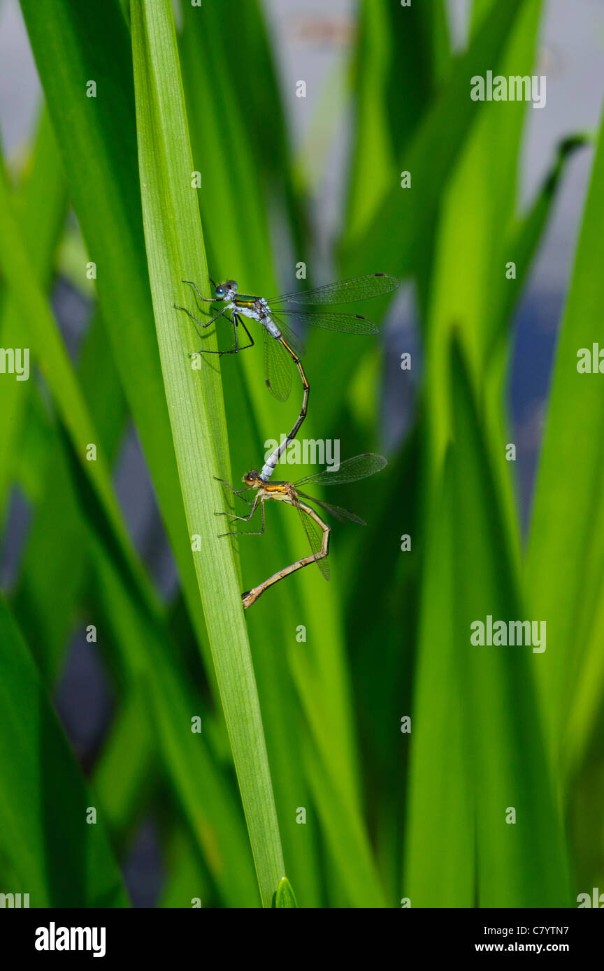 Demoiselle (Lestes sponsa émeraude), paire d'accouplement Banque D'Images