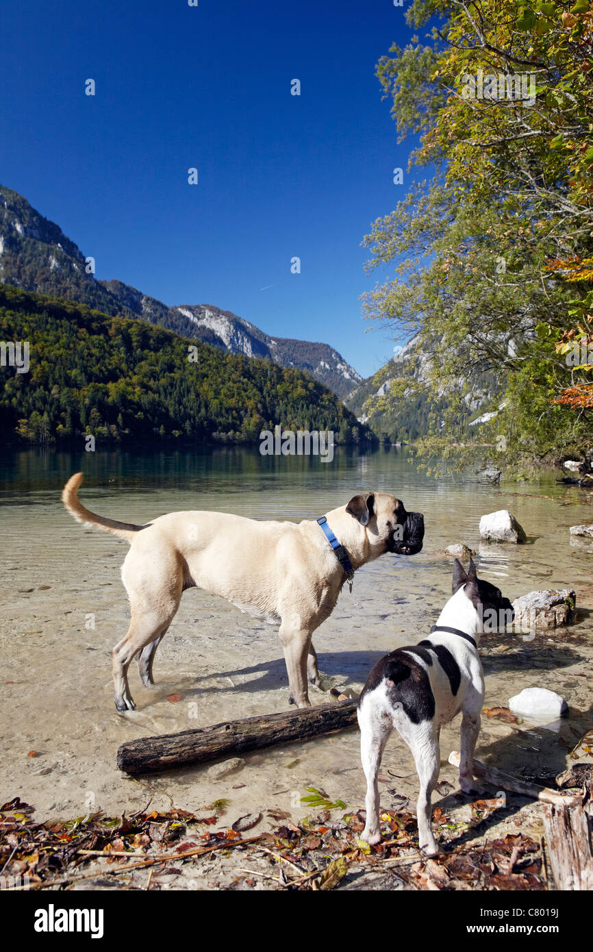 Les chiens en lac de montagne, Leopoldsteinersee, Autriche Banque D'Images