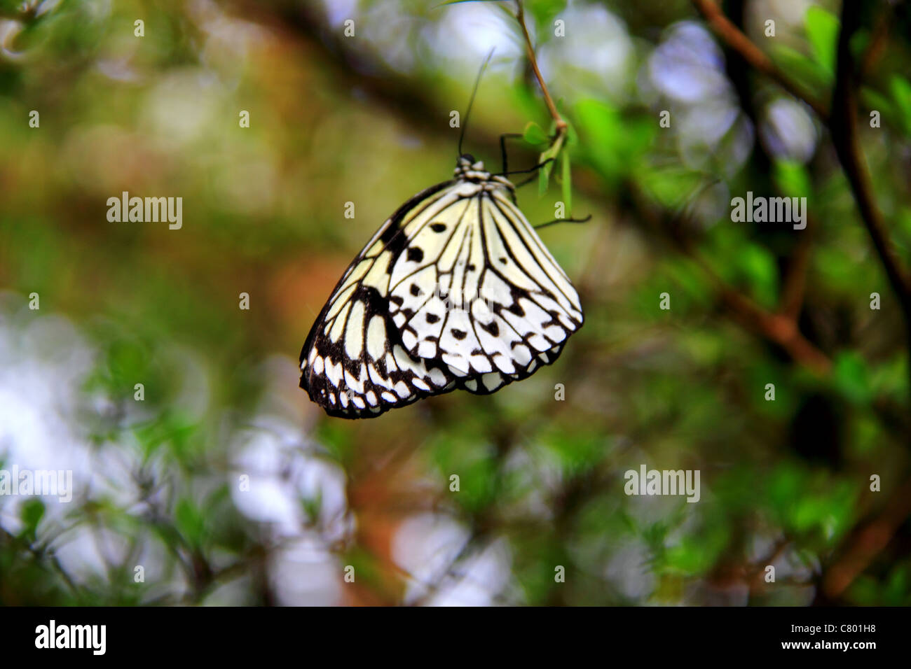 Papillon noir et blanc suspendu à une branche Banque D'Images