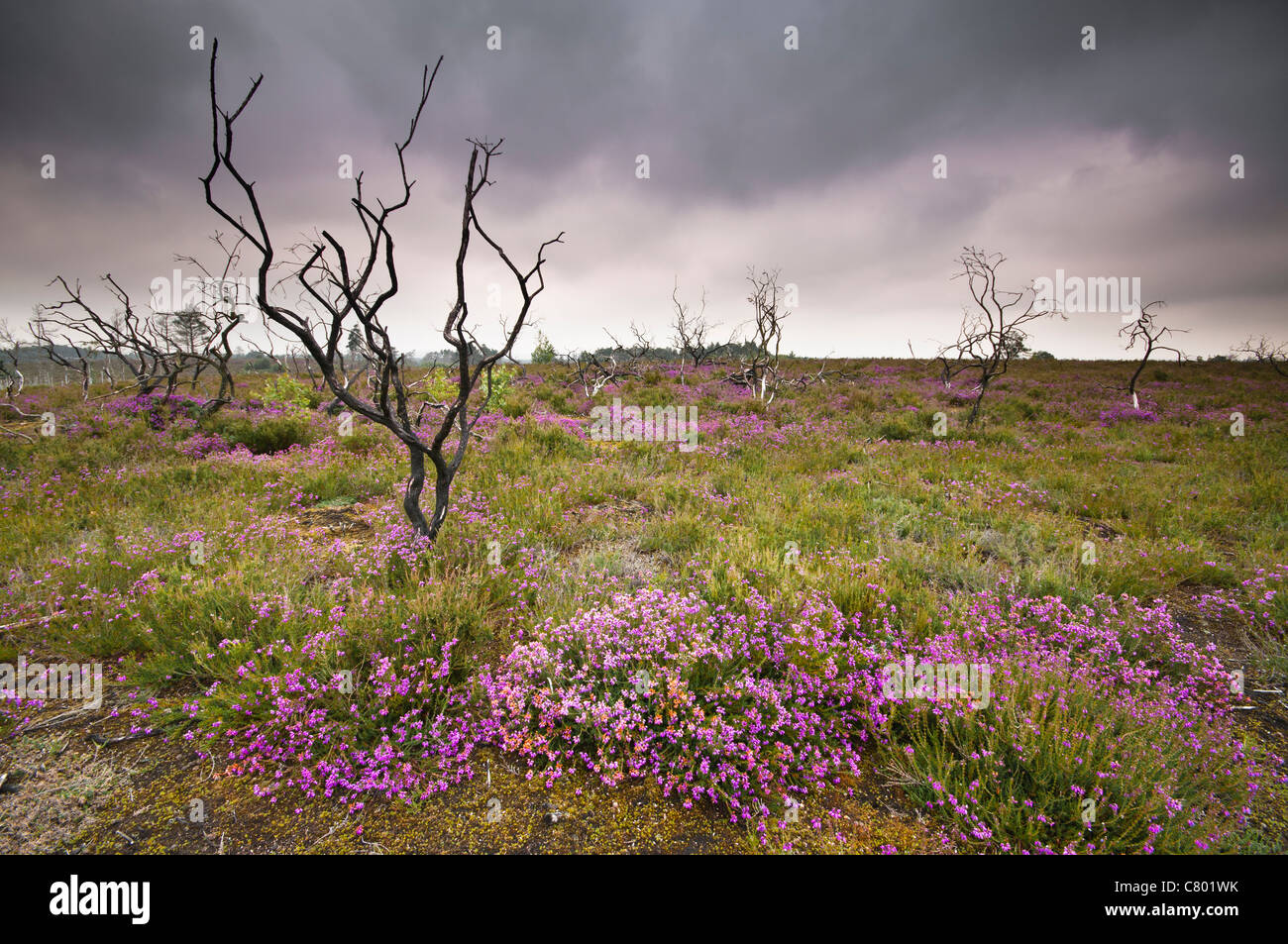 Réserve naturelle nationale commune Thursley, Thursley, Surrey, UK Banque D'Images