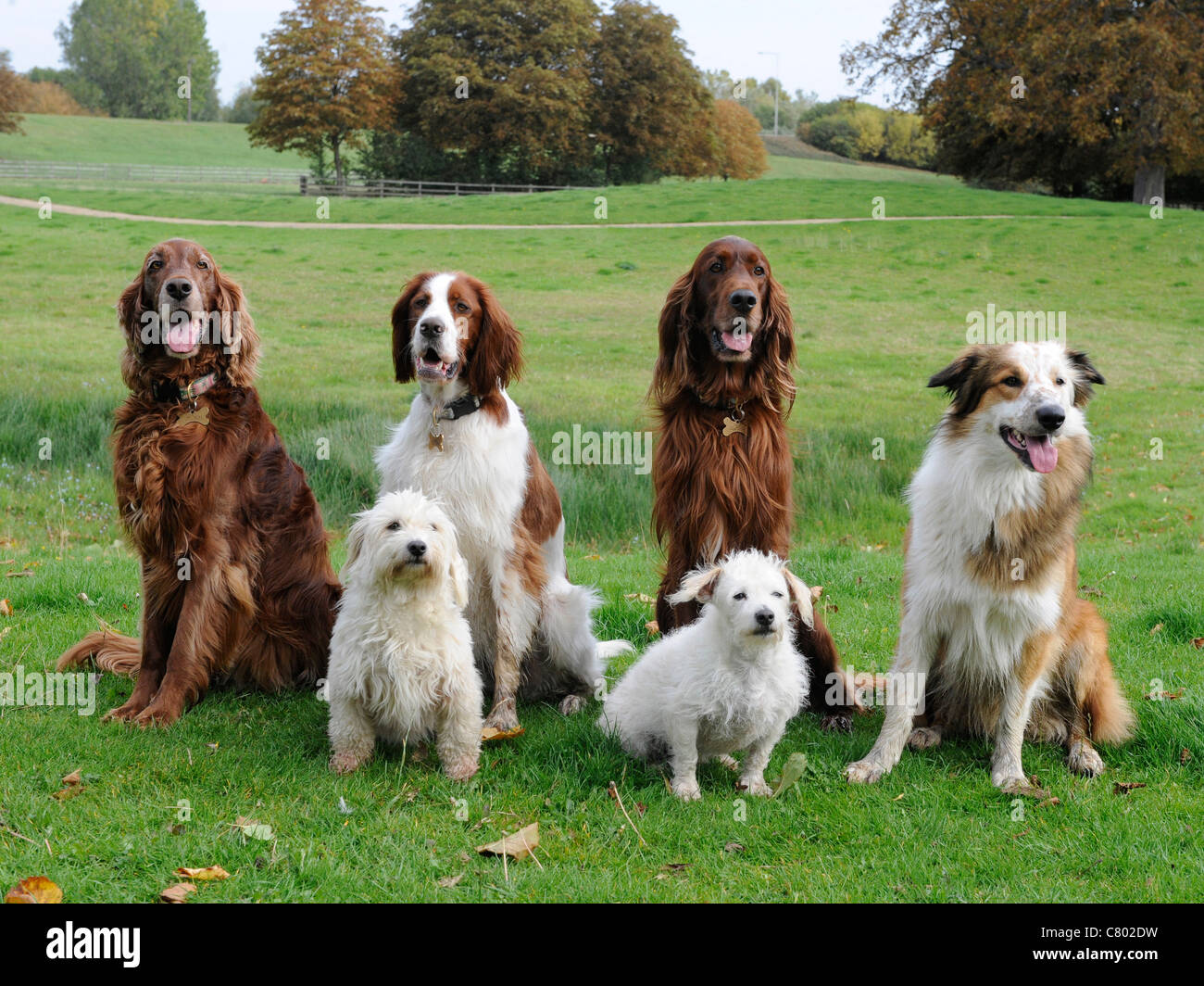Un groupe de 6 chiens obéissants tous assis, différentes races Banque D'Images