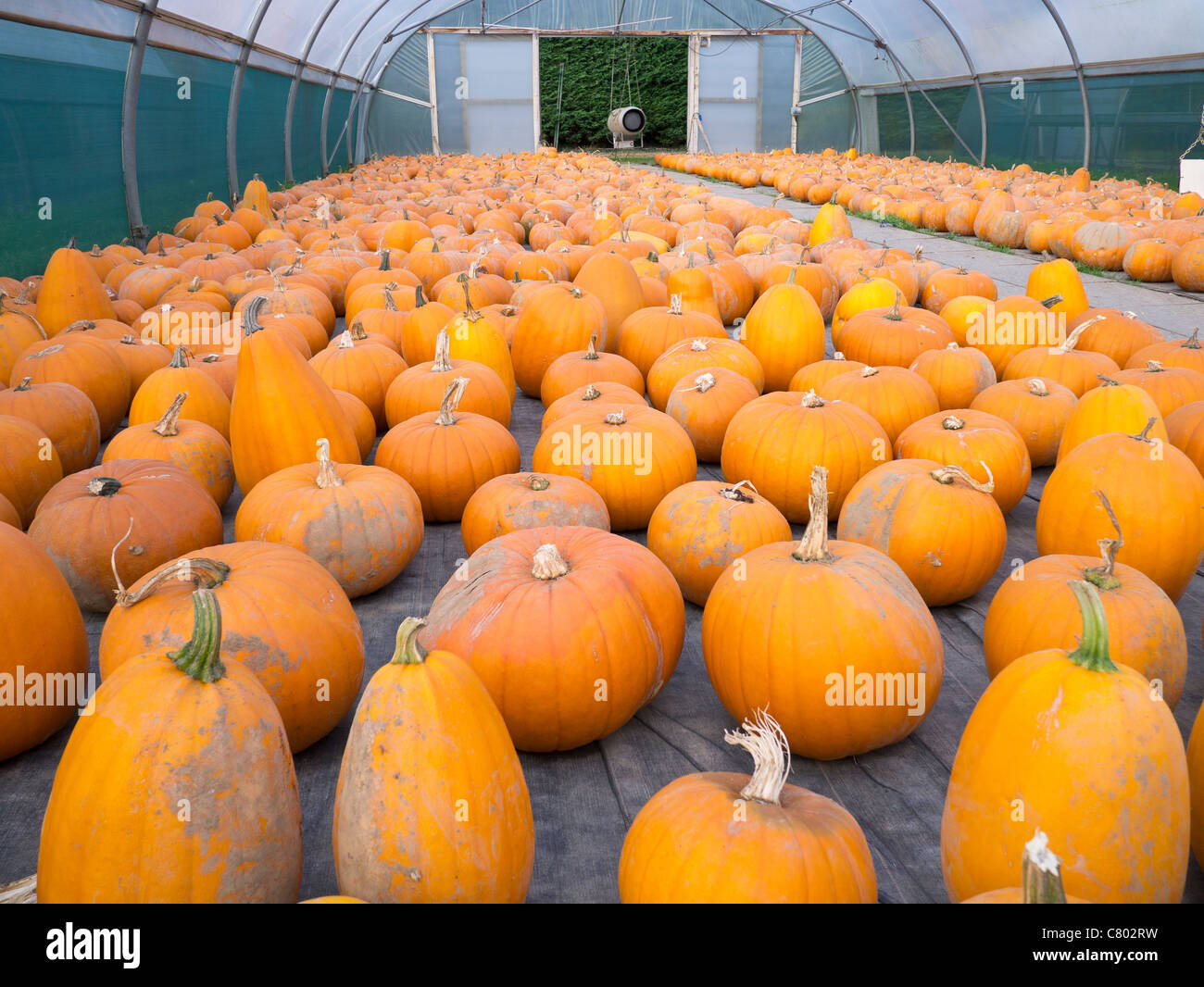 Citrouilles récoltées stockées dans une serre en attente d'être vendues pour l'Halloween Banque D'Images