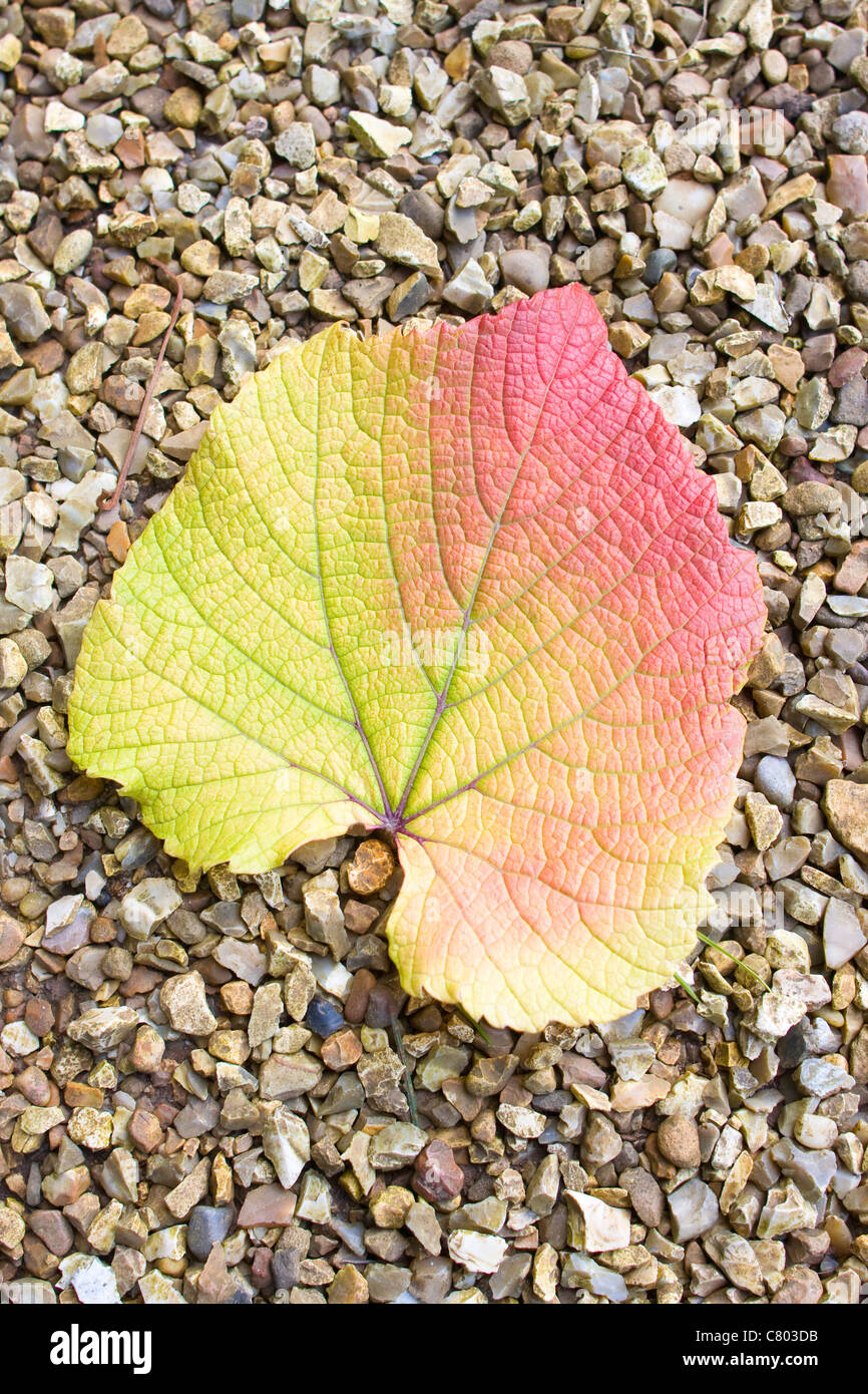 Feuille de vigne d'automne sur le chemin de jardin Vitis coignetiae Banque D'Images
