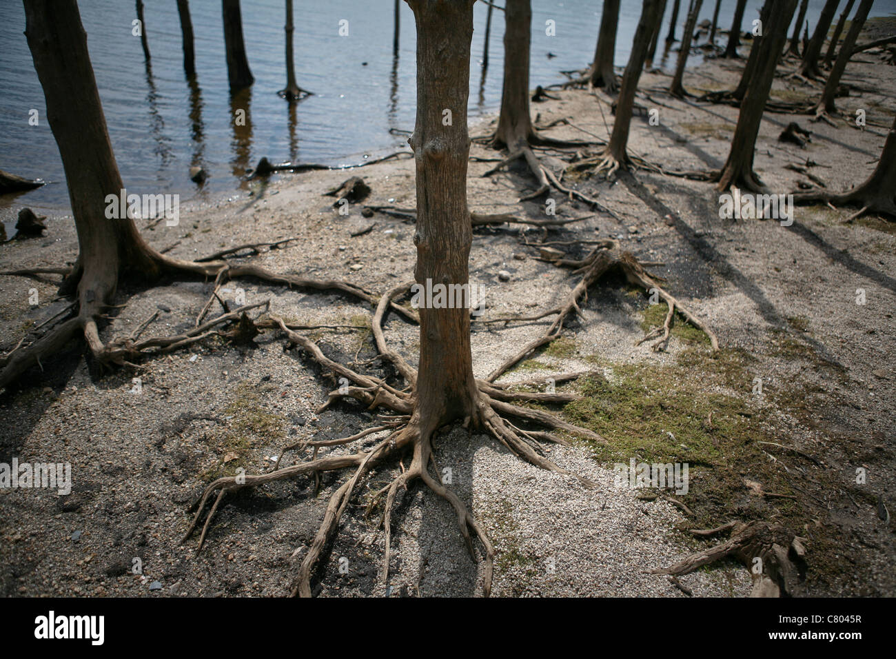 Une propagation des arbres morts et leurs racines au bord d'un lac Banque D'Images