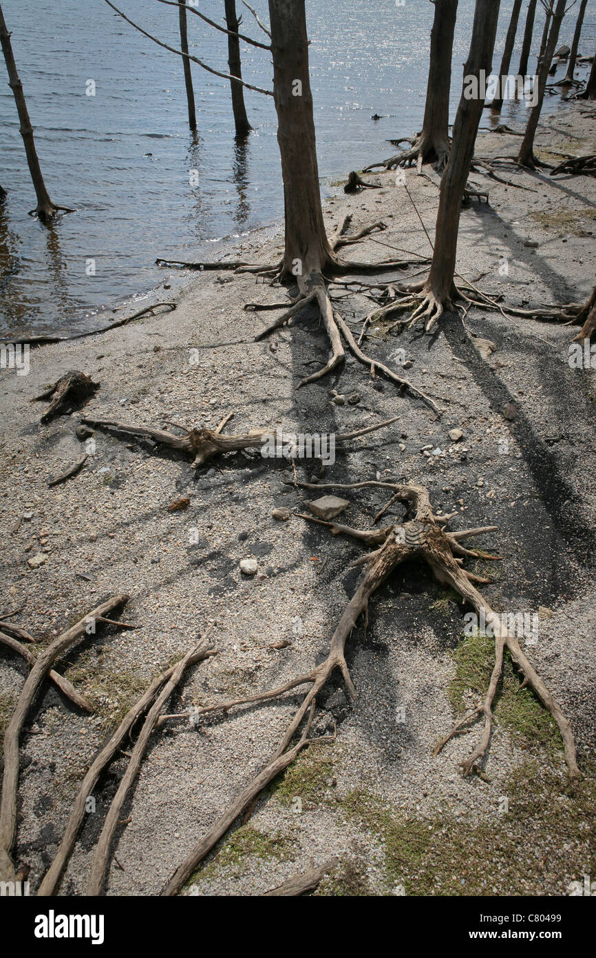 Une propagation des racines d'arbres morts au bord d'un lac Banque D'Images