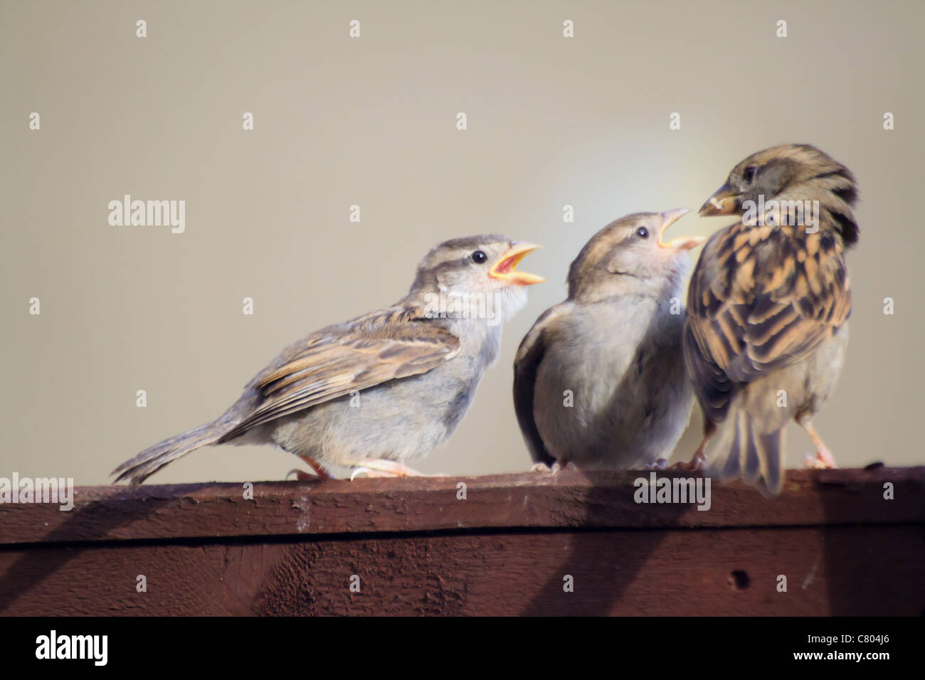 Moineaux nourrir leurs poussins Banque de photographies et d’images à — free download