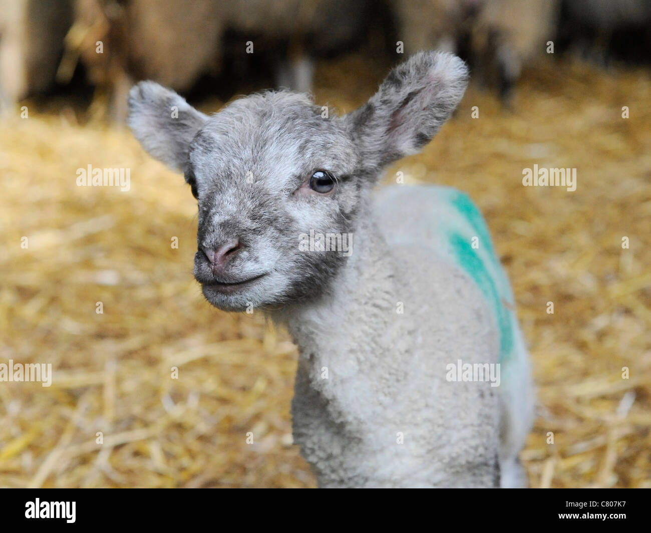 Un étrange petit agneau dans une grange Banque D'Images