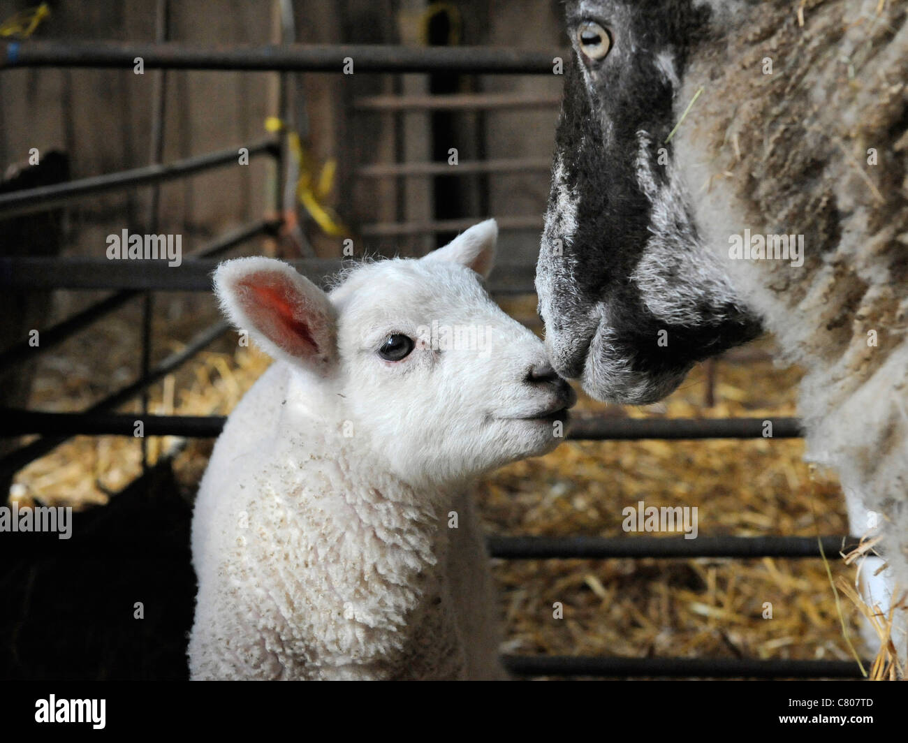 Un Petit Bebe Agneau Nouveau Ne Avec Sa Mere Photo Stock Alamy