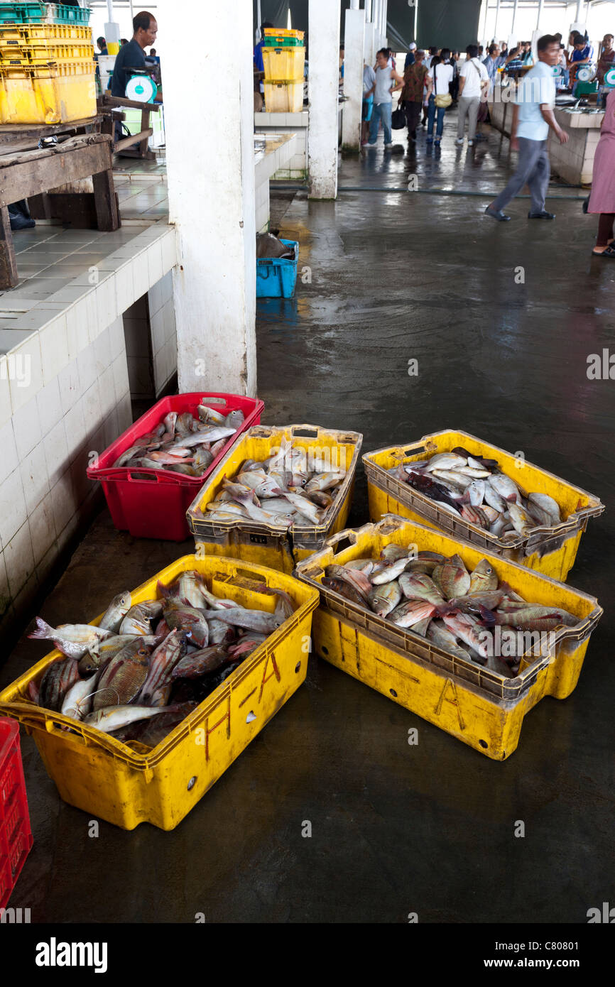 Marché aux poissons, Kota Kinabalu, Sabah, Bornéo Malaisien Banque D'Images