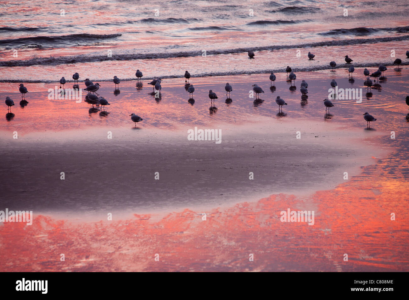 Le Hareng et moindre Goéland marin noir sur la plage de Blackpool, Lancashire, UK au coucher du soleil. Banque D'Images