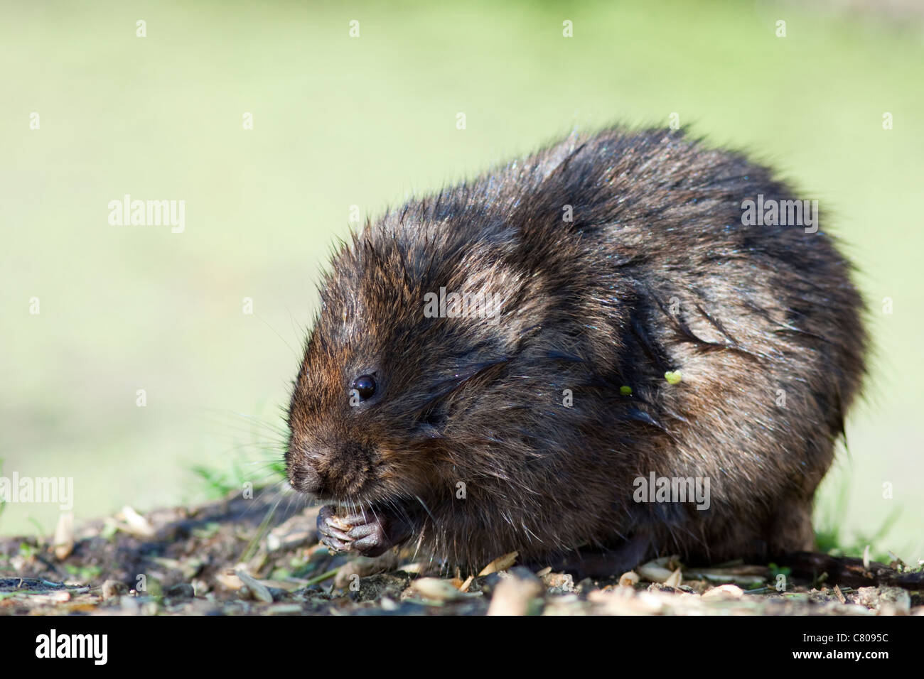 Le campagnol de l'eau (Arvicola terrestris), des animaux en captivité, propriété de la British Wildlife Centre, Lingfield, Surrey, England, UK Banque D'Images