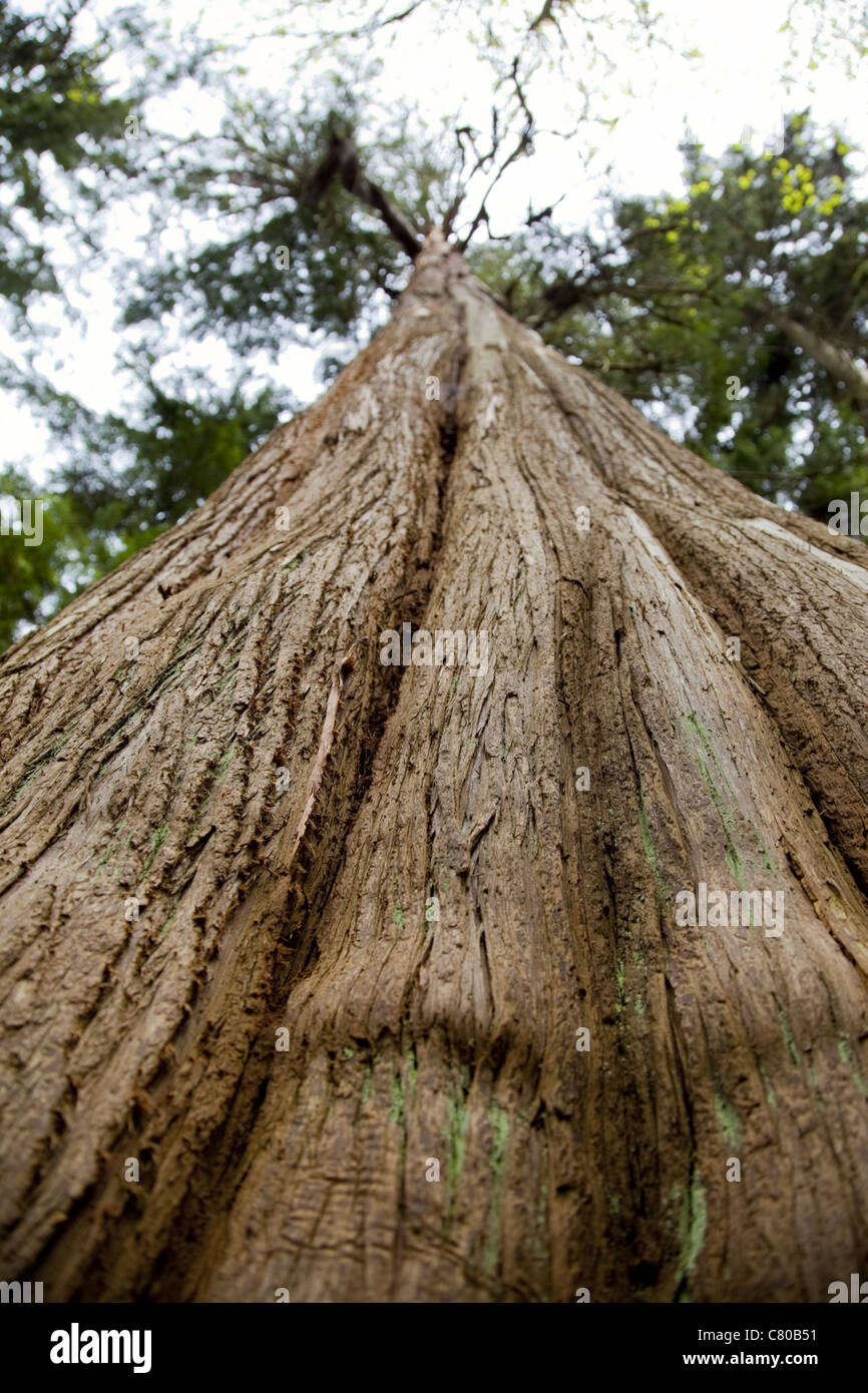 Image en couleur à partir de la partie inférieure d'un très haut red cedar tree n du Parc Stanley à Vancouver, Canada. Banque D'Images