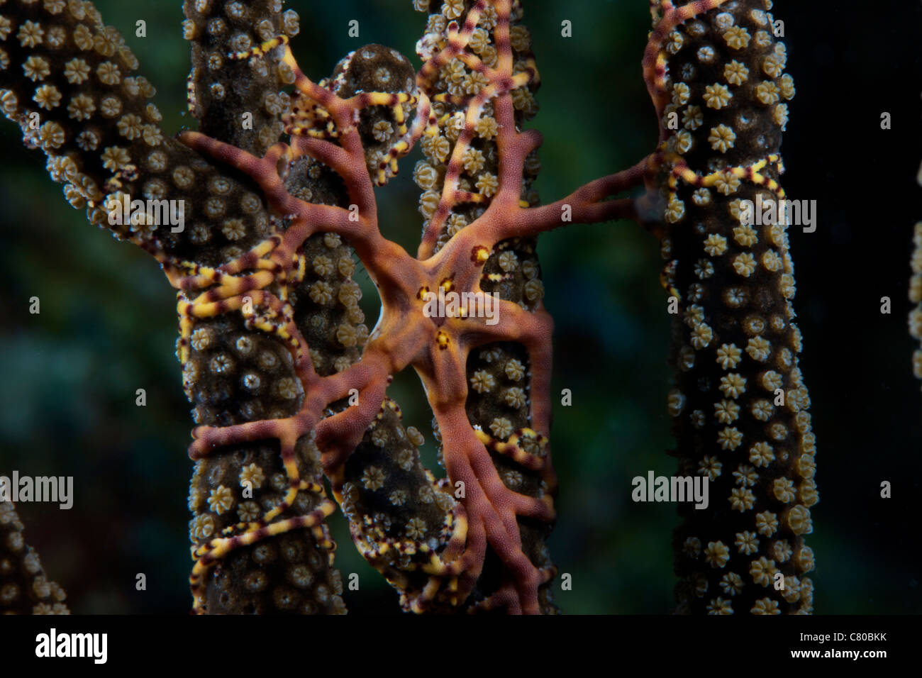 L'alimentation de nuit panier Star, Bonaire, des Caraïbes aux Pays-Bas. Banque D'Images