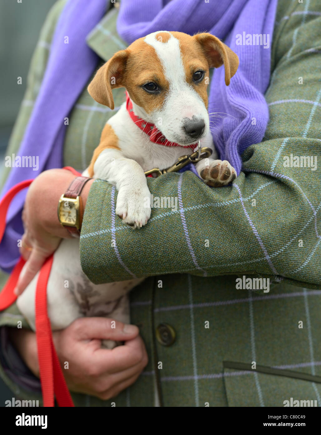 Jack Russell Terrier puppy être bercé dans les bras Banque D'Images