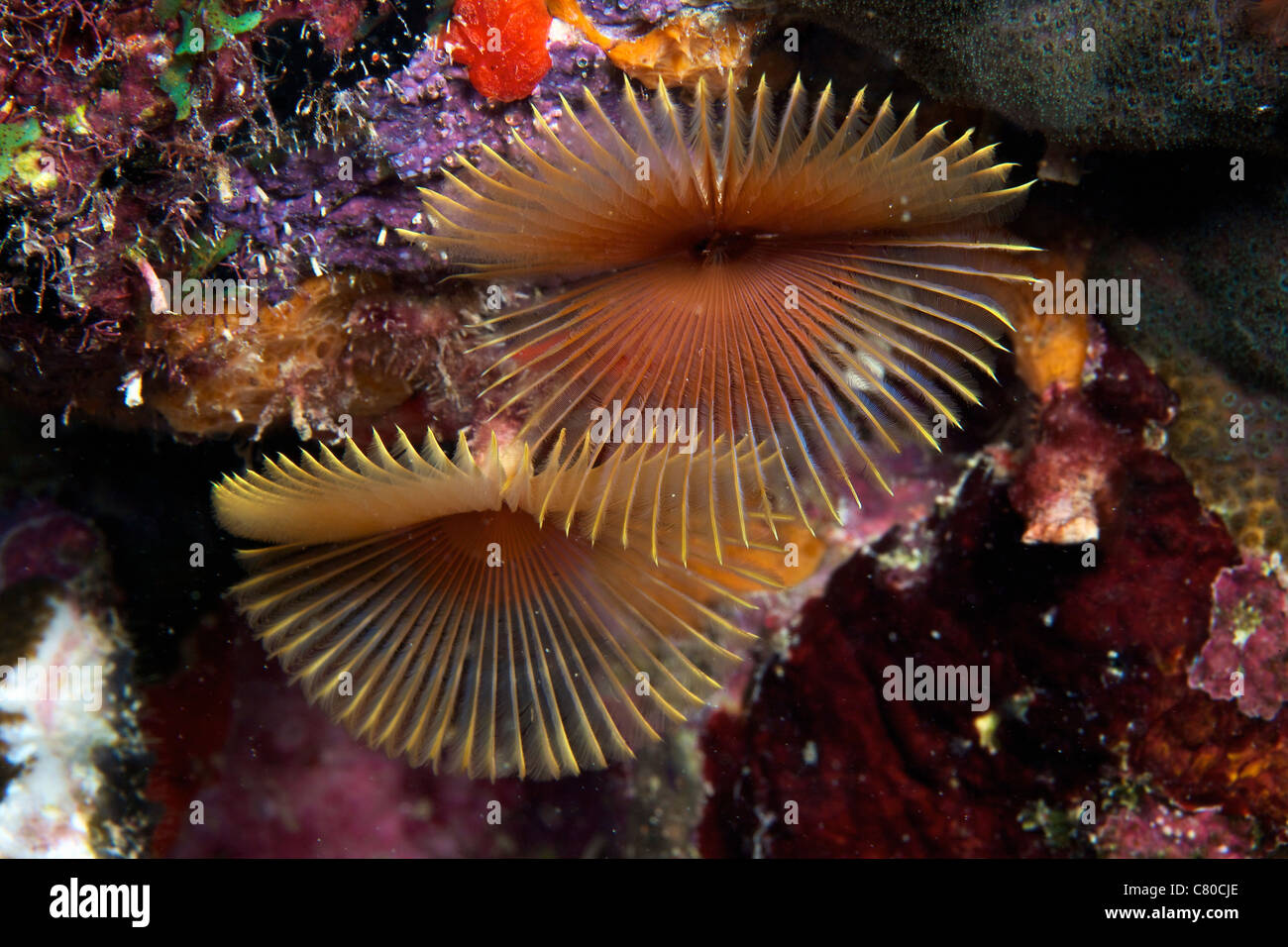 Feather Duster Worms, Bonaire, des Caraïbes aux Pays-Bas. Banque D'Images