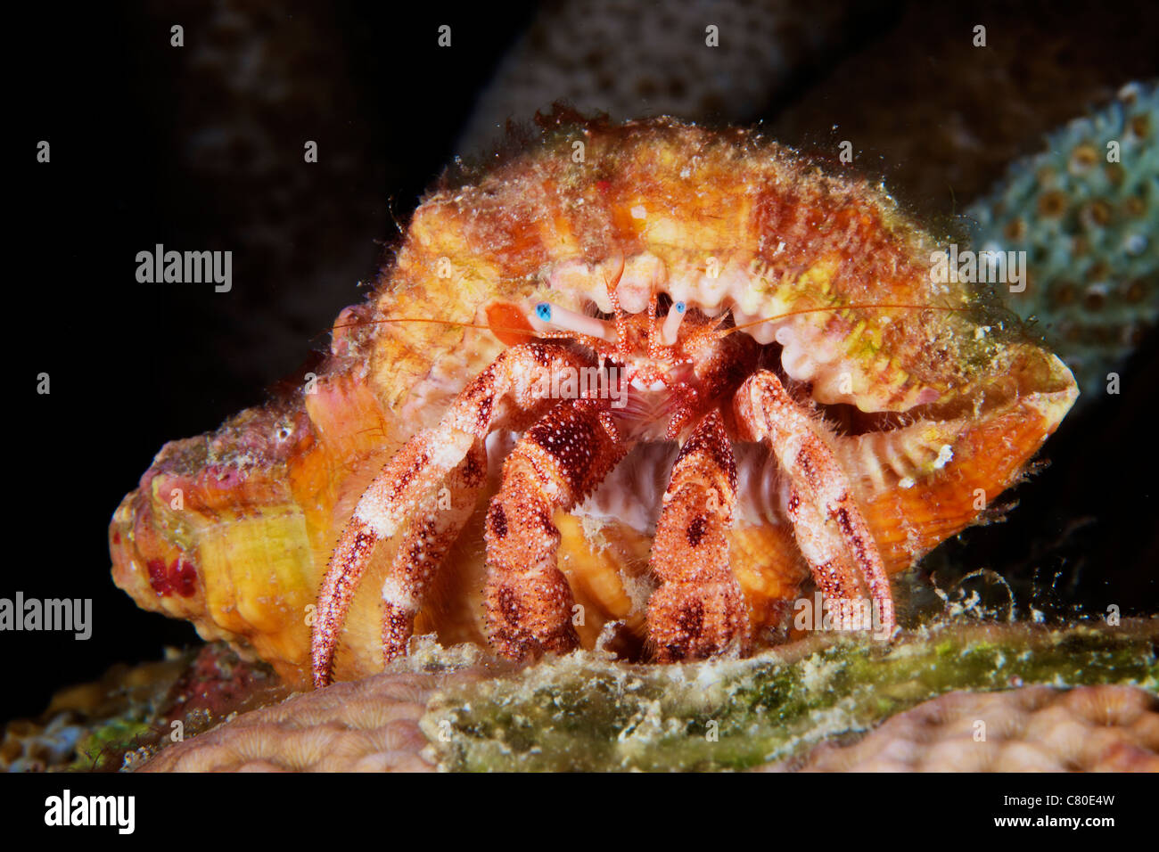 L'Ermite caché dans son enveloppe protectrice, Bonaire, des Caraïbes aux Pays-Bas. Banque D'Images