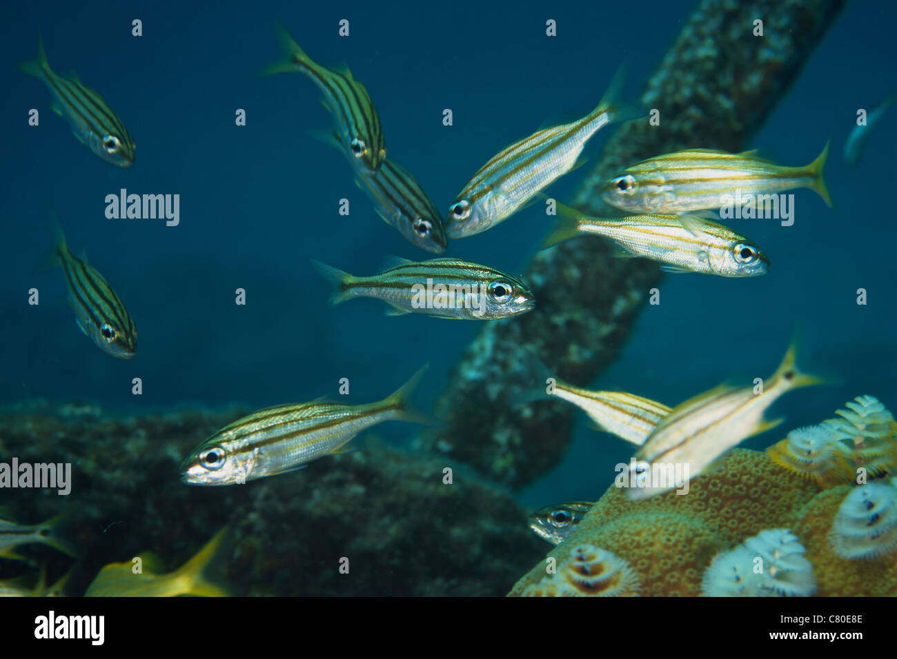 Poisson rayé jaune Banque de photographies et d’images à haute — free download