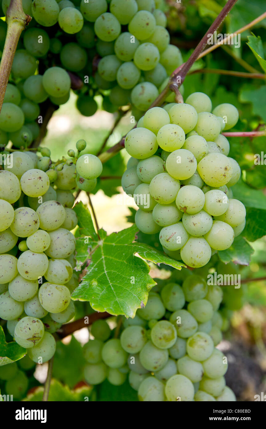 Grappes de raisins mûrs dans les vignobles de Sancerre, vallée de la Loire, France Banque D'Images