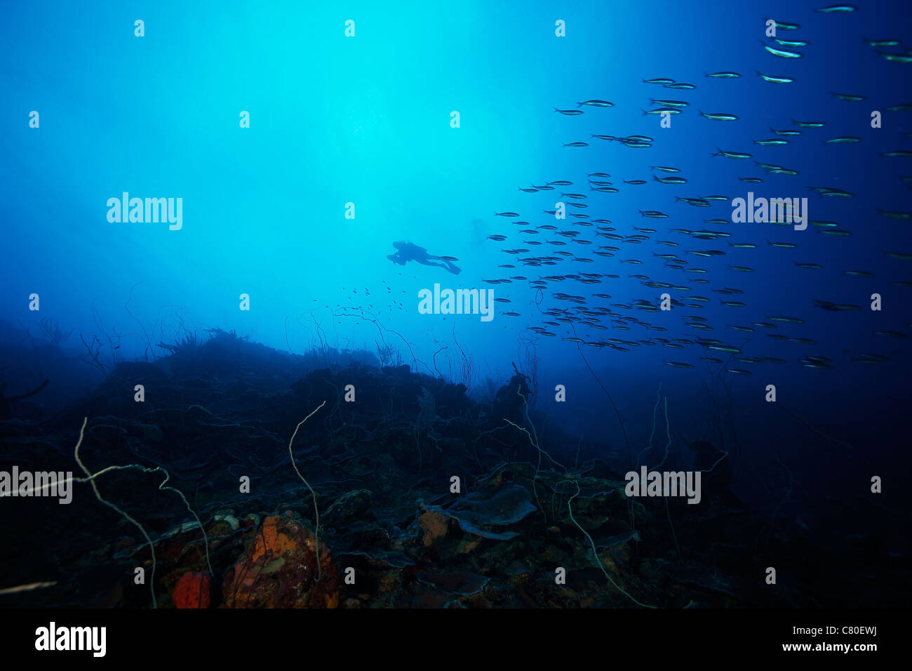 Un plongeur explore un profond retour sur sa patinette comme école de Boga poissons nagent par, Bonaire, des Caraïbes aux Pays-Bas. Banque D'Images