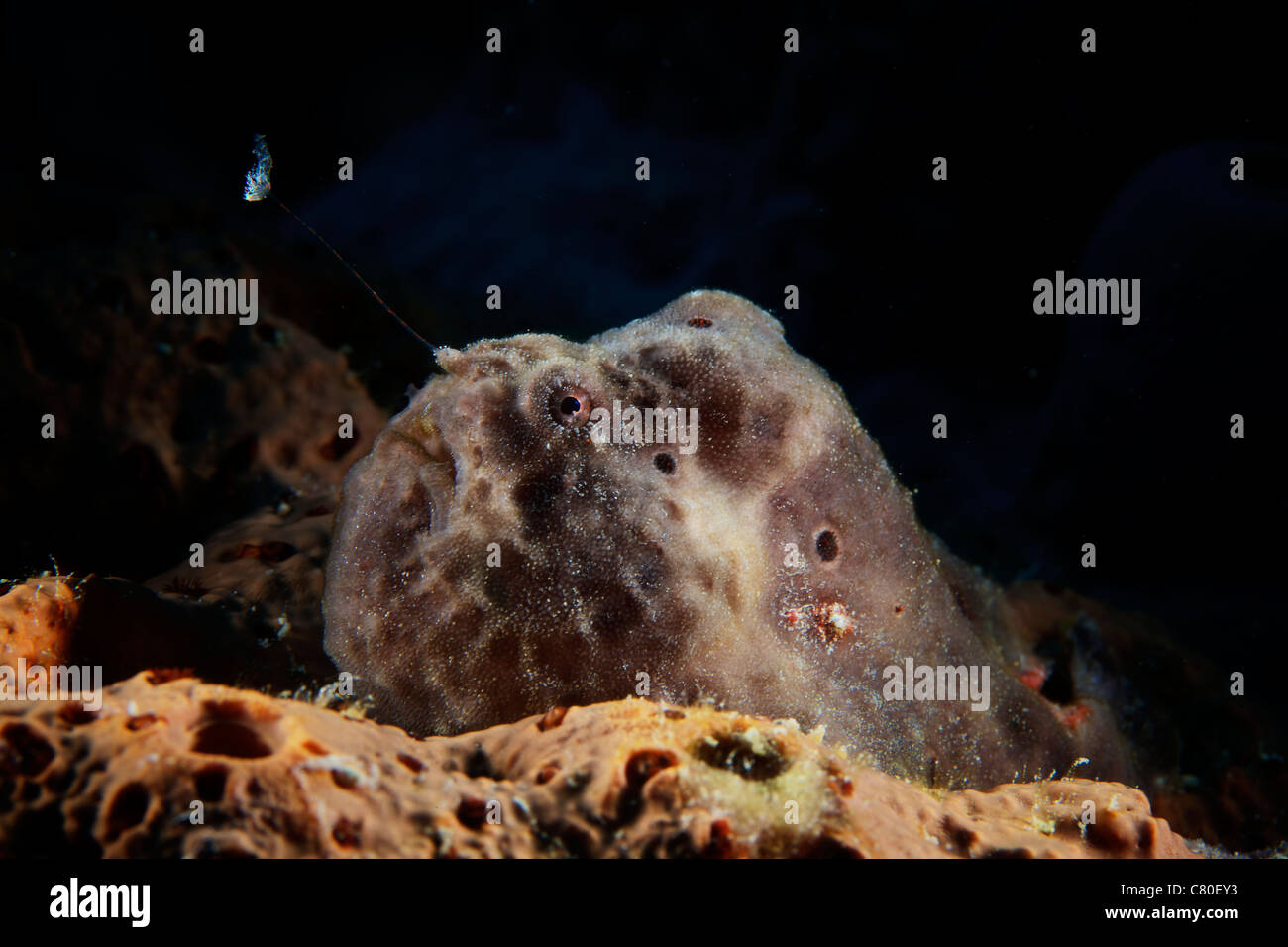 Poisson Grenouille Longlure, Bonaire, des Caraïbes aux Pays-Bas. Banque D'Images