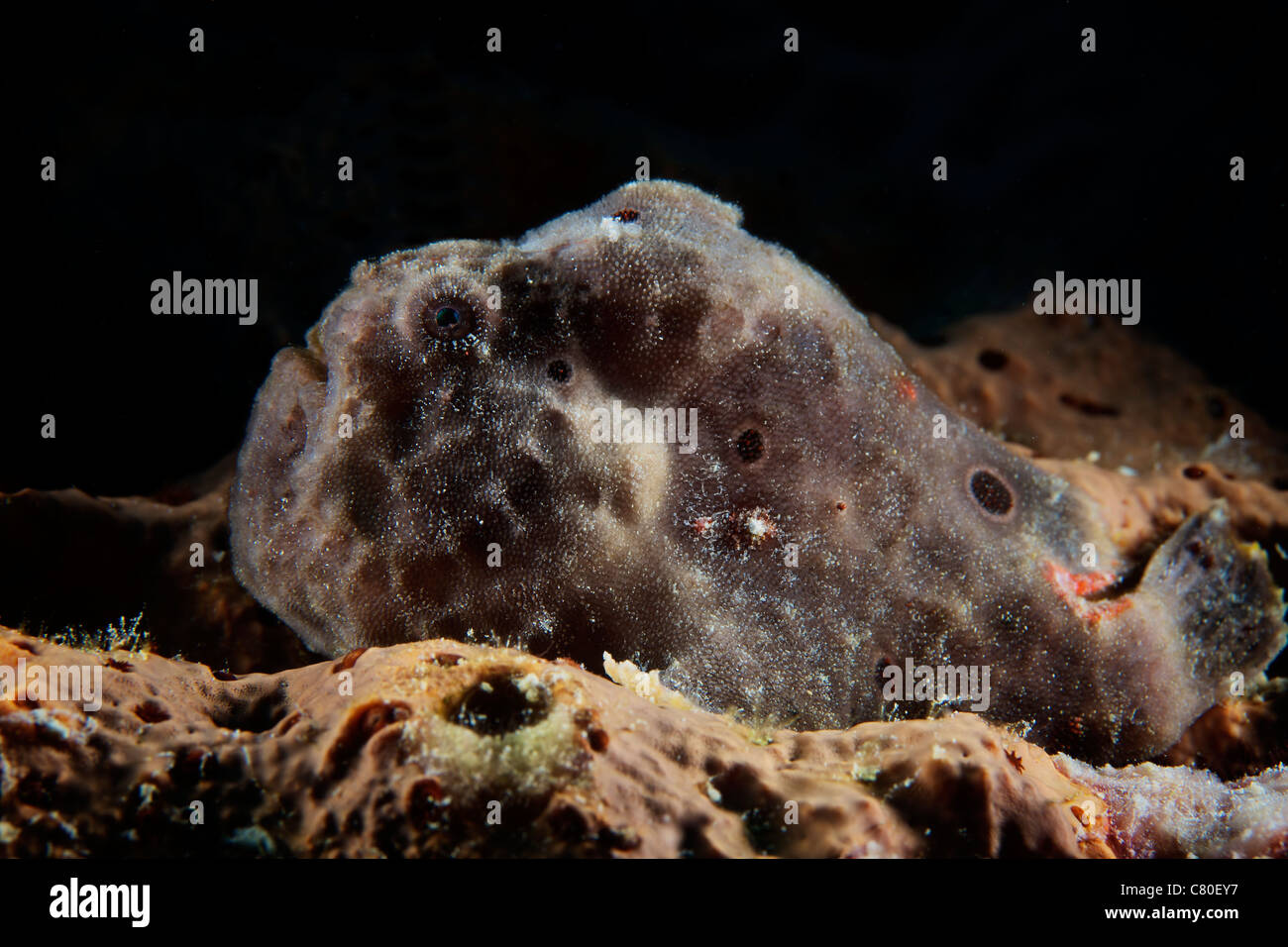 Poisson Grenouille Longlure, Bonaire, des Caraïbes aux Pays-Bas. Banque D'Images
