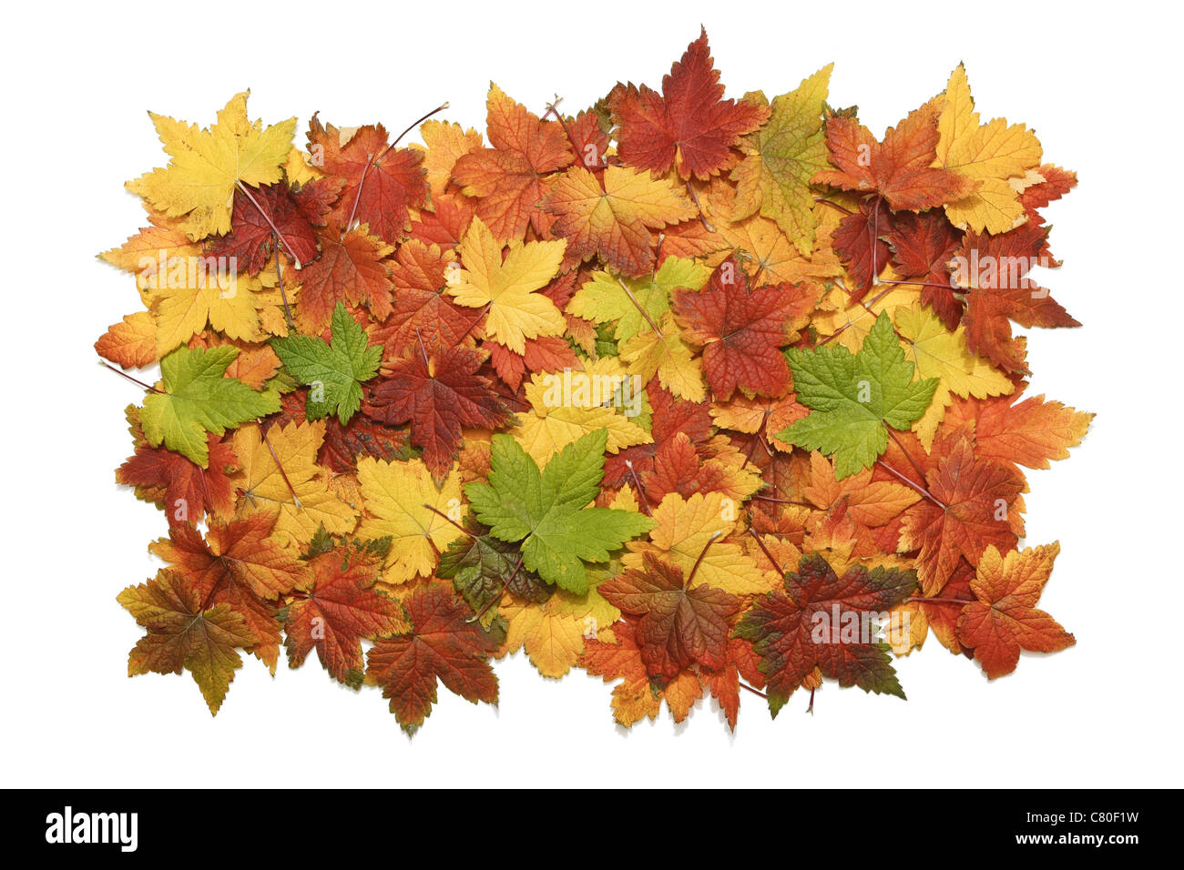 Gros tas de feuilles d'automne isolé sur fond blanc Banque D'Images