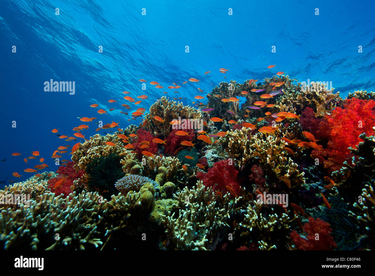 Une école d'orange basslets (Pseudanthias squamipinnis) sur la santé des récifs de corail, les îles Fidji. Banque D'Images