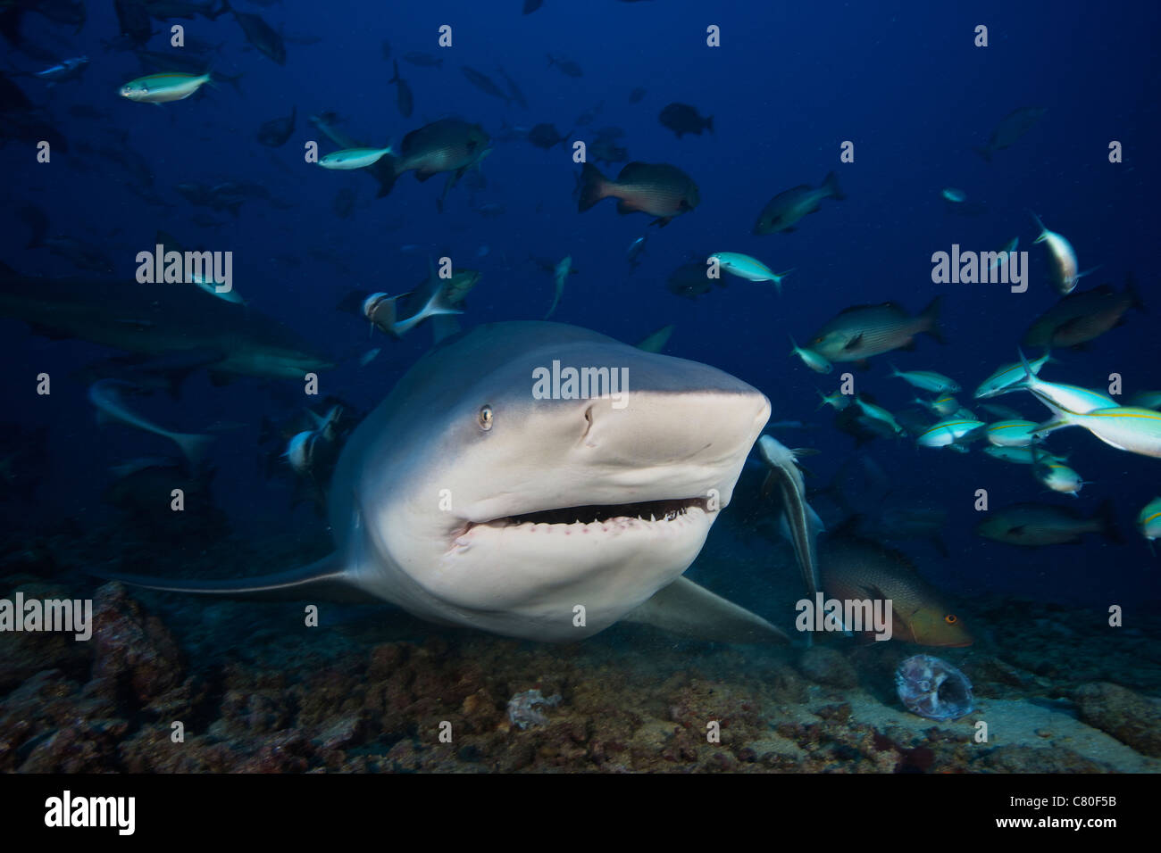 Requin taureau énorme avec la bouche ouverte, Fidji. Banque D'Images