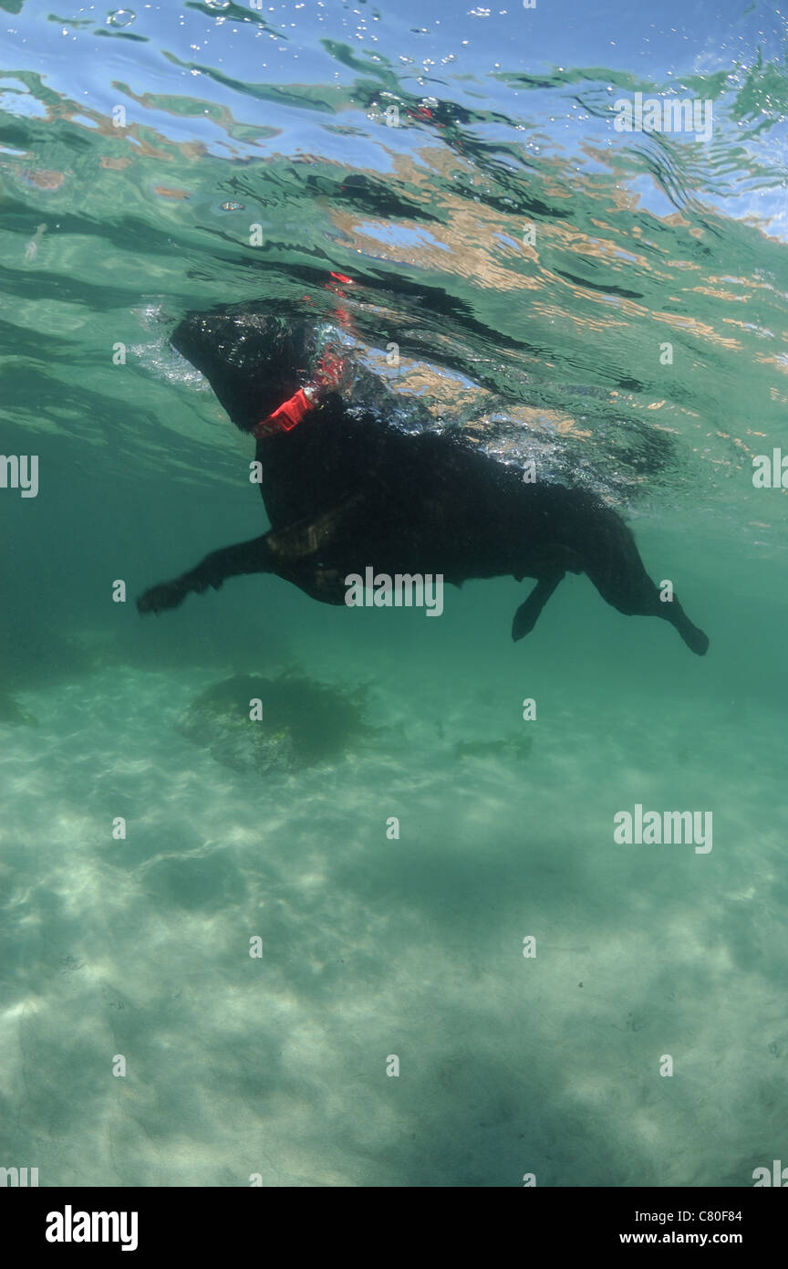 Chien nager dans la mer, Porthnaven Cornwall, en septembre. Banque D'Images