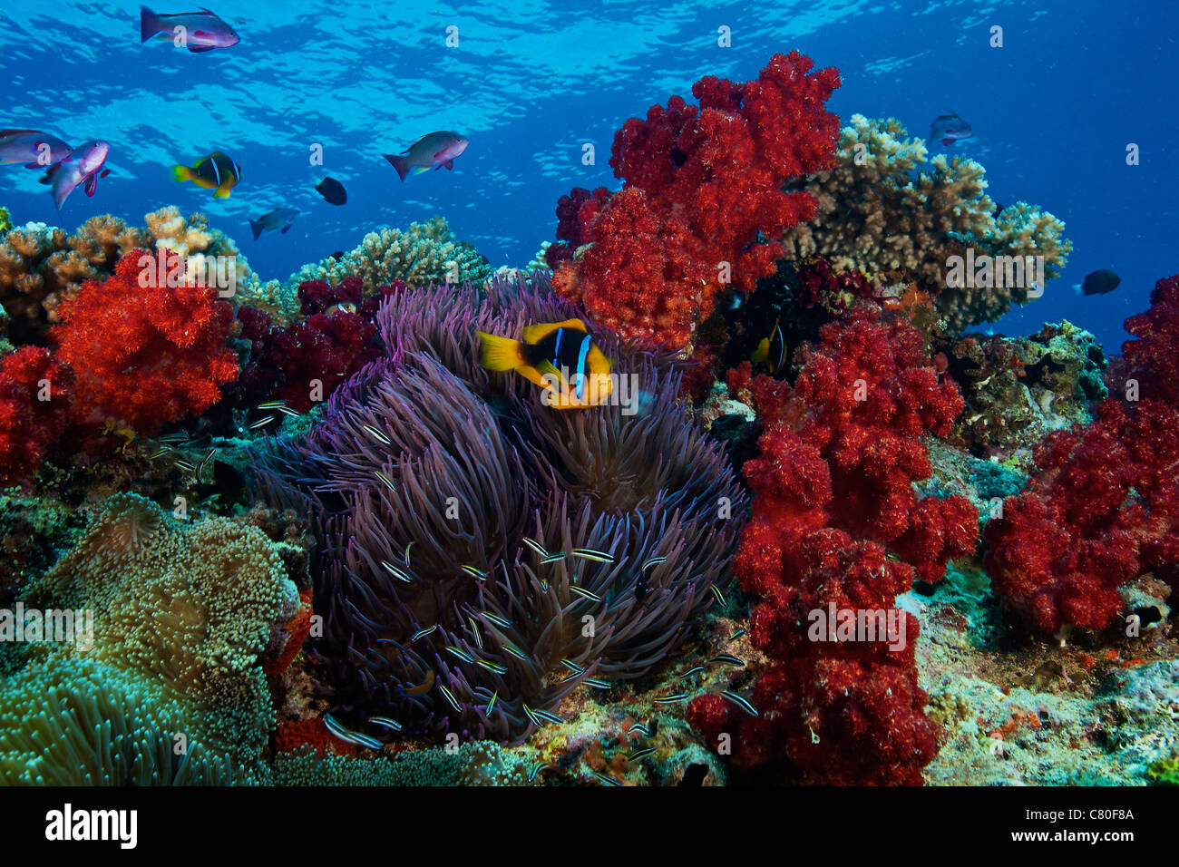 Poissons clowns à nageoires Orange et coraux mous sur récif coloré, Fidji. Banque D'Images