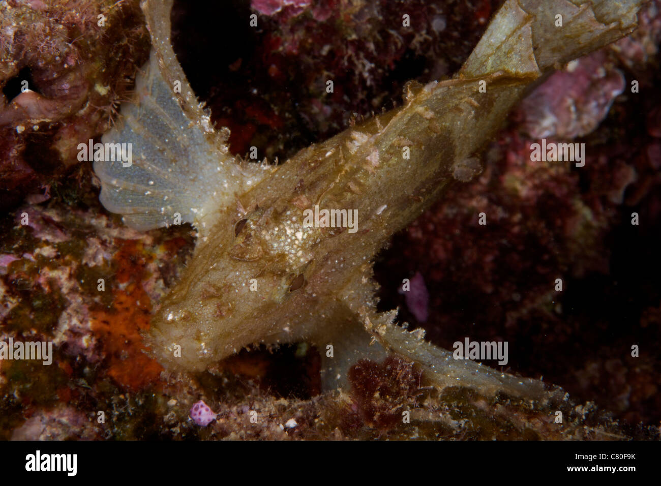 Leaf Scorpionfish étend ses nageoires pectorales pour appuyer elle-même sur le récif, Fidji. Banque D'Images