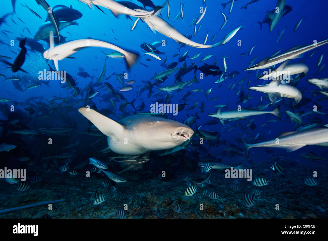 Un requin nourrice fauve (Nebrius ferrugineus) nage loin après avoir mangé quelques morceaux de poissons, les Fidji. Banque D'Images