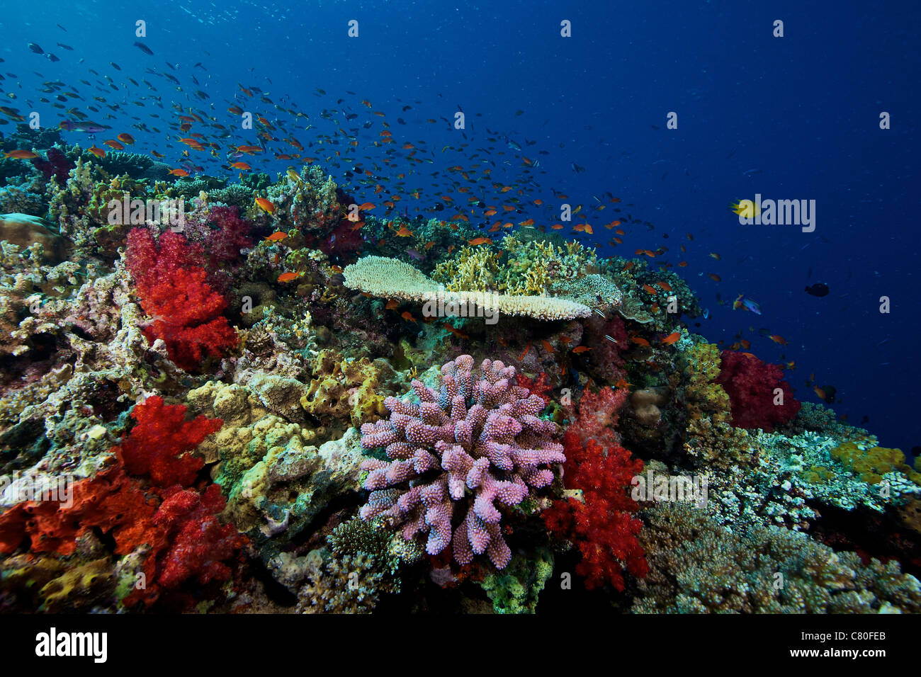 Une école d'orange basslets (Pseudanthias squamipinnis) sur un récif fidjien sain plein de coraux durs et mous, Fidji. Banque D'Images