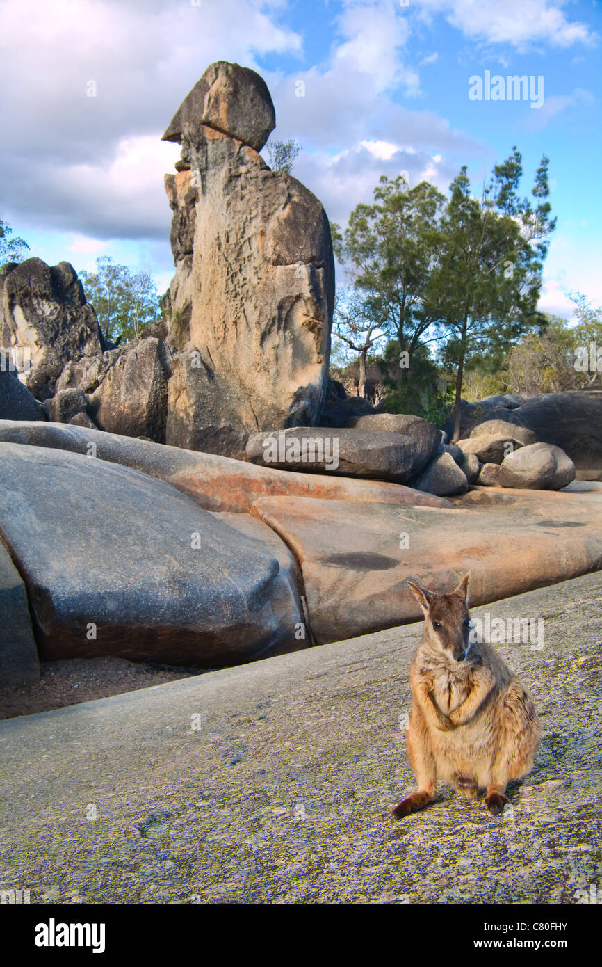 Sur wallabies des rochers tablelands Queensland Australie un petit animal marsupial kangourou Banque D'Images