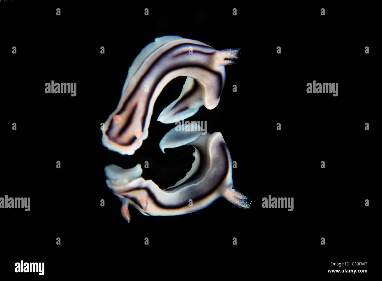 Vue détaillée d'une belle réflexion nudibranch capturé sur un miroir. Banque D'Images