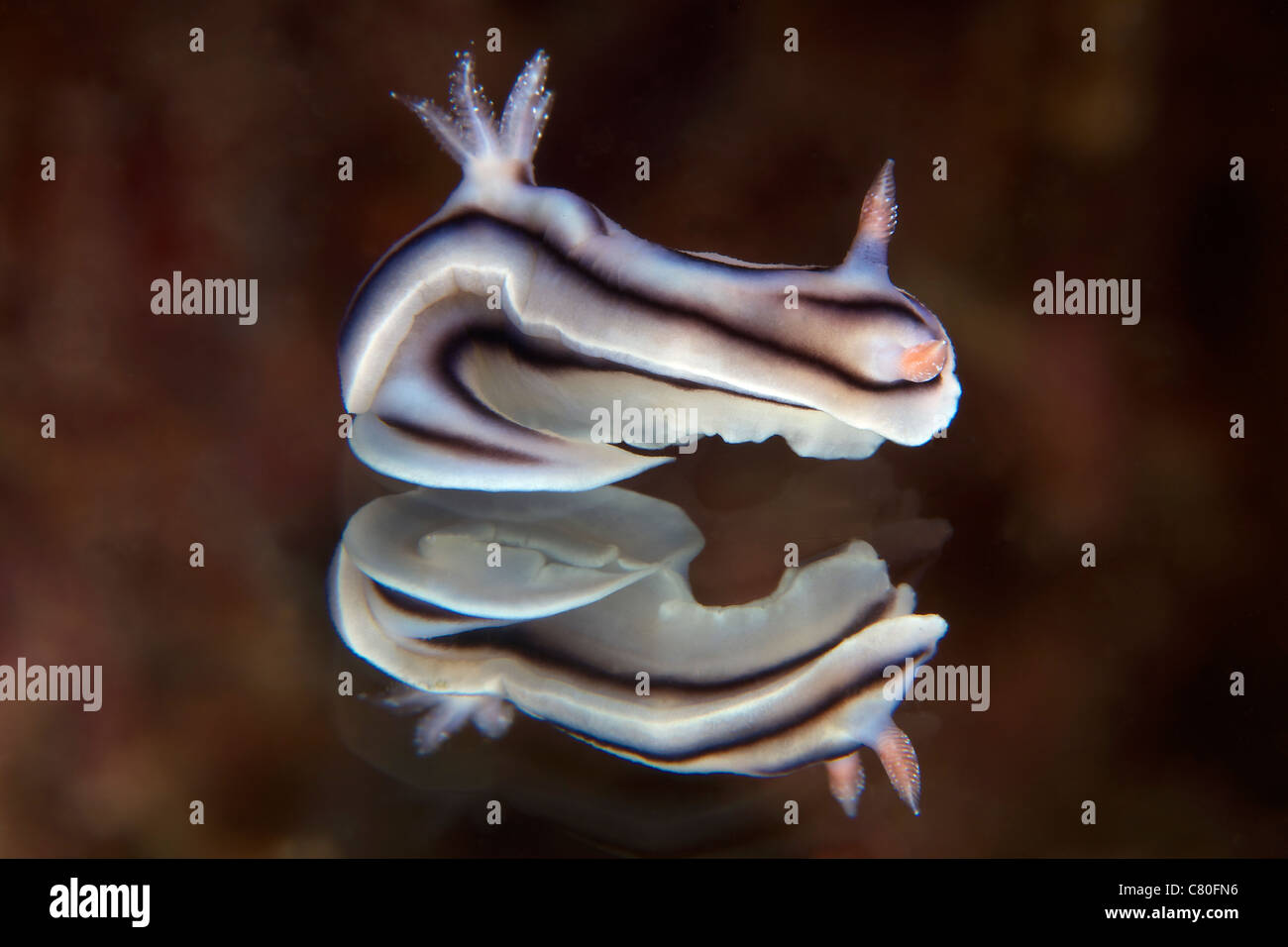 Vue détaillée d'une belle réflexion nudibranch capturé sur un miroir. Banque D'Images