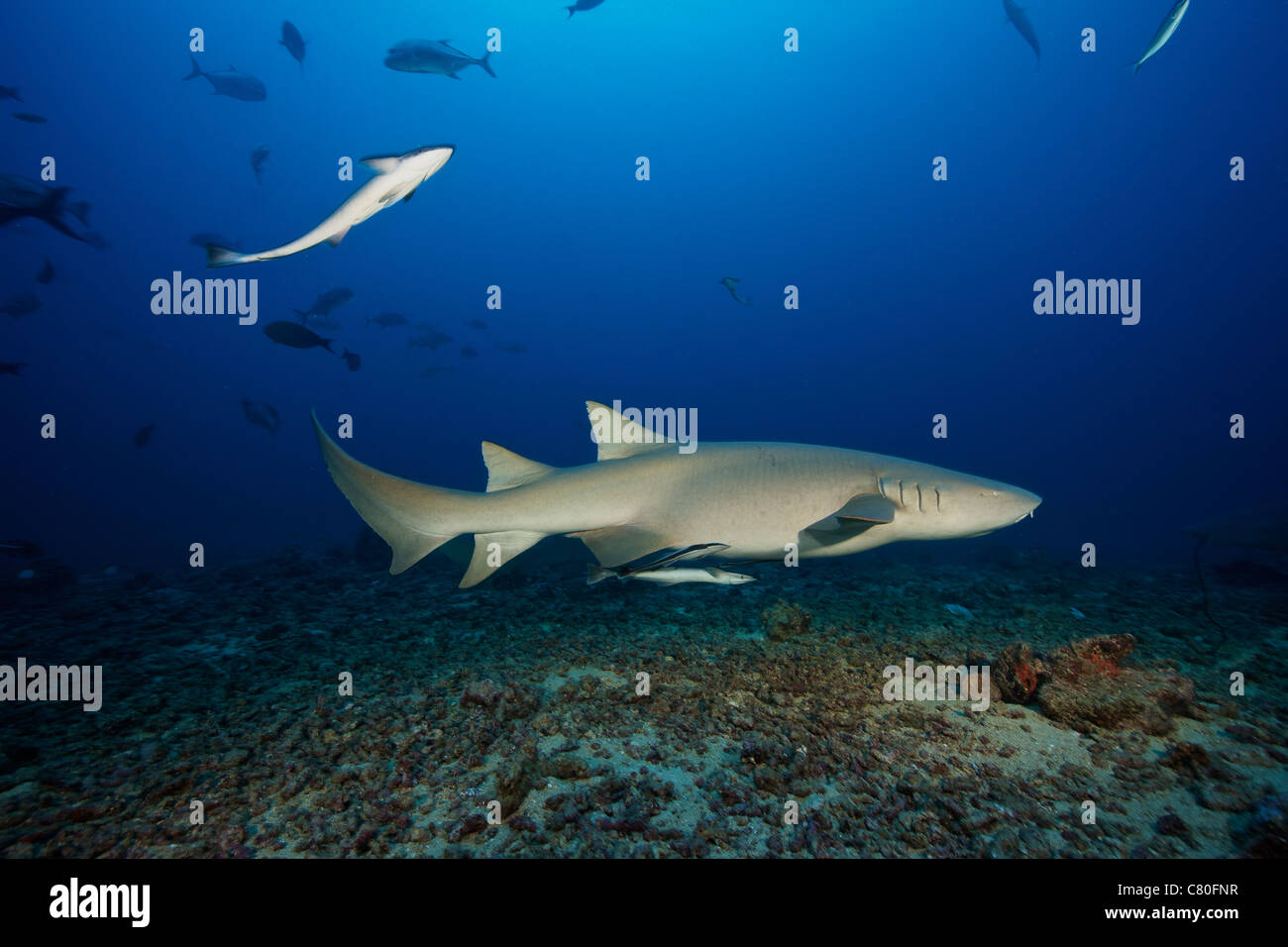 Requin nourrice fauve nage loin après avoir mangé quelques morceaux de poissons, les Fidji. Banque D'Images