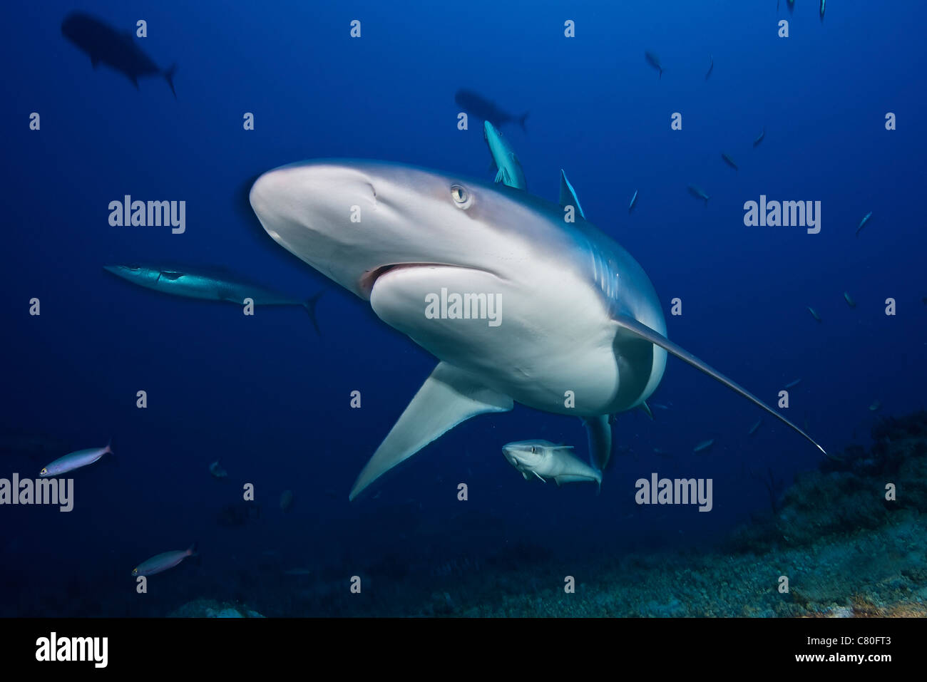 Un grand requin silvertip vient dans près de regarder le photographe, Fidji. Banque D'Images